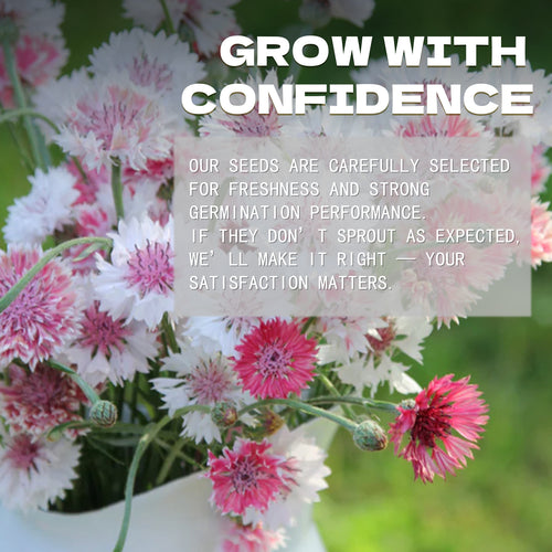 Floral arrangement with text overlay 'Grow with Confidence' on a blurred floral background.Bachelor's Button Knapweed Cornflower Centaurea Seeds