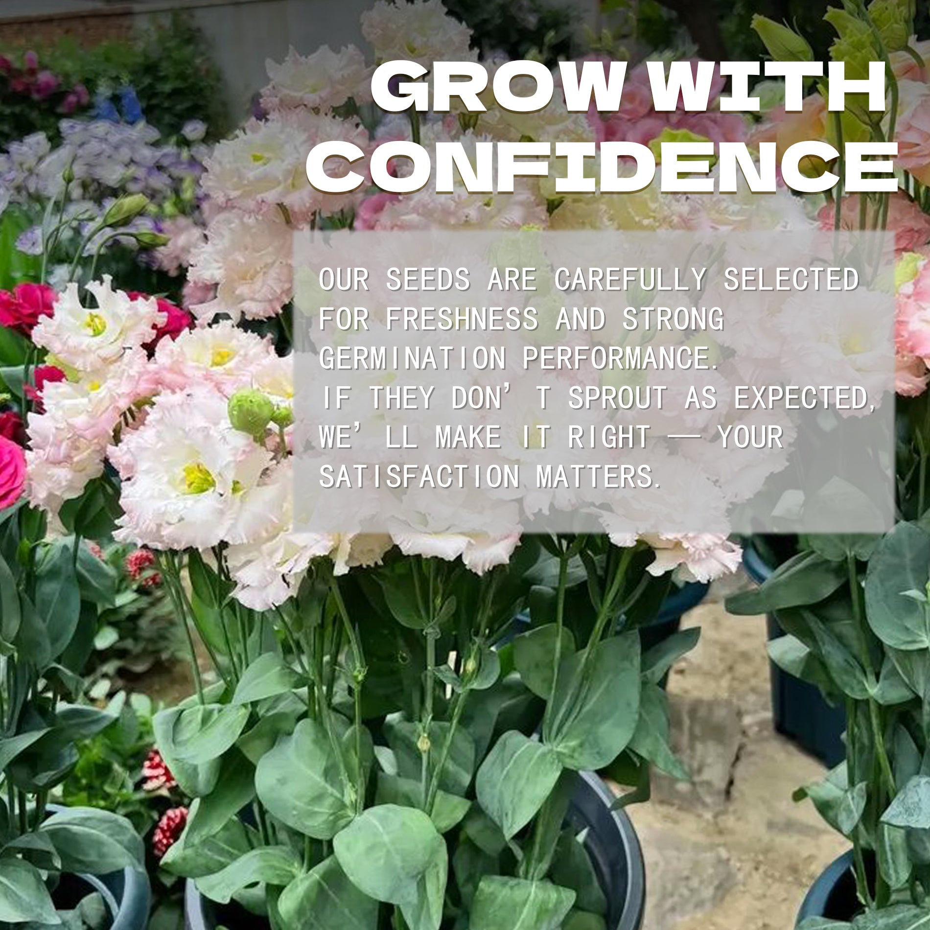 Floral arrangement with text overlay about confidence and satisfaction in product selection.Double Rose Varieties Lisianthus Seeds