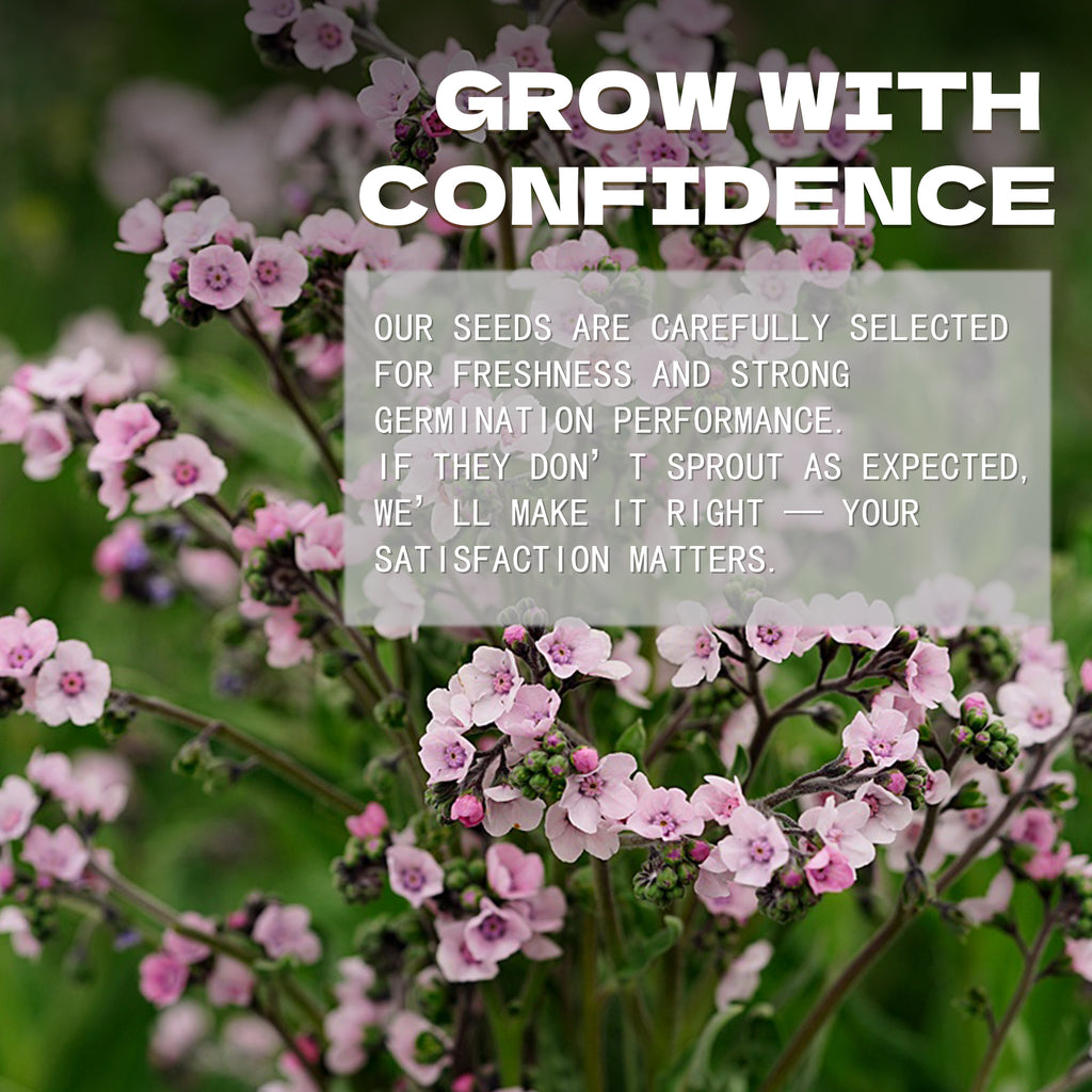 Chinese Forget-Me-Not Cynoglossum Seeds Pink flowers with a text overlay about growing with confidence and satisfaction.