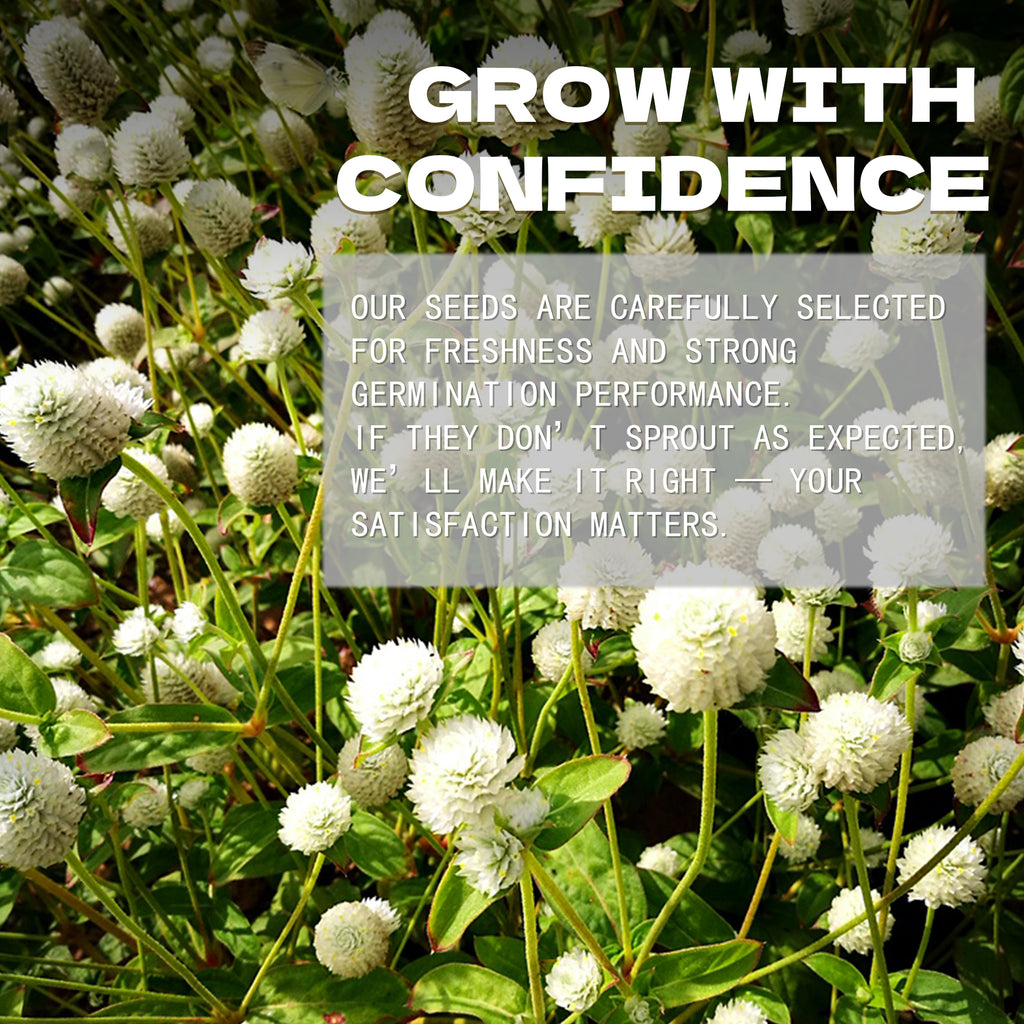 White flowers with text overlay about confidence and satisfaction in a garden setting.Globe Amaranth Gomphrena Seeds