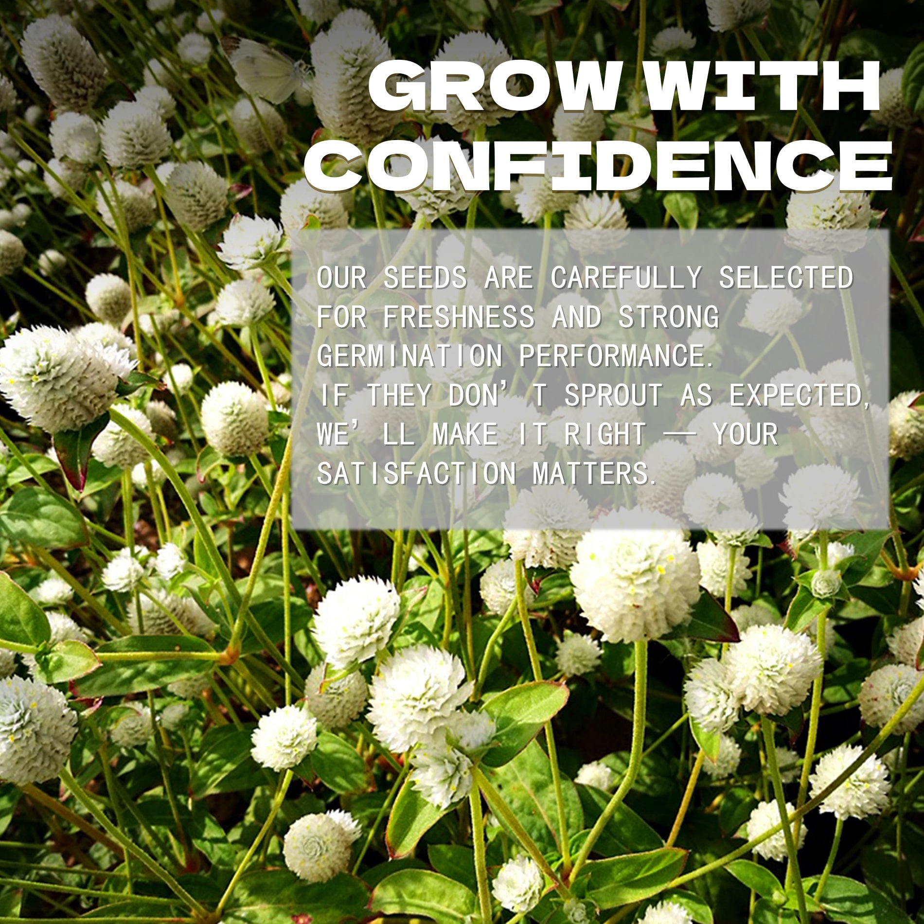 White flowers with text overlay about confidence and satisfaction in a garden setting.Globe Amaranth Gomphrena Seeds