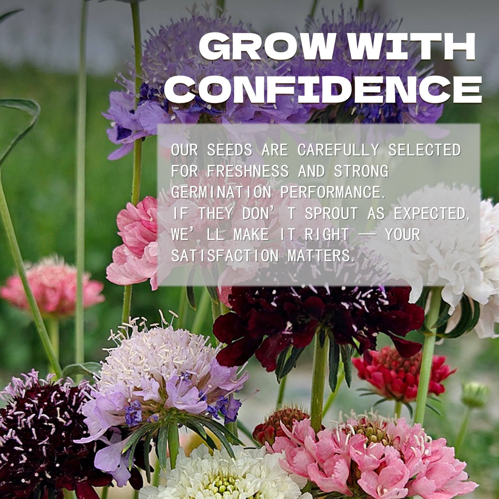 Pincushion Flower Scabiosa Seeds Colorful flowers with a text overlay about confidence and satisfaction in seeds.