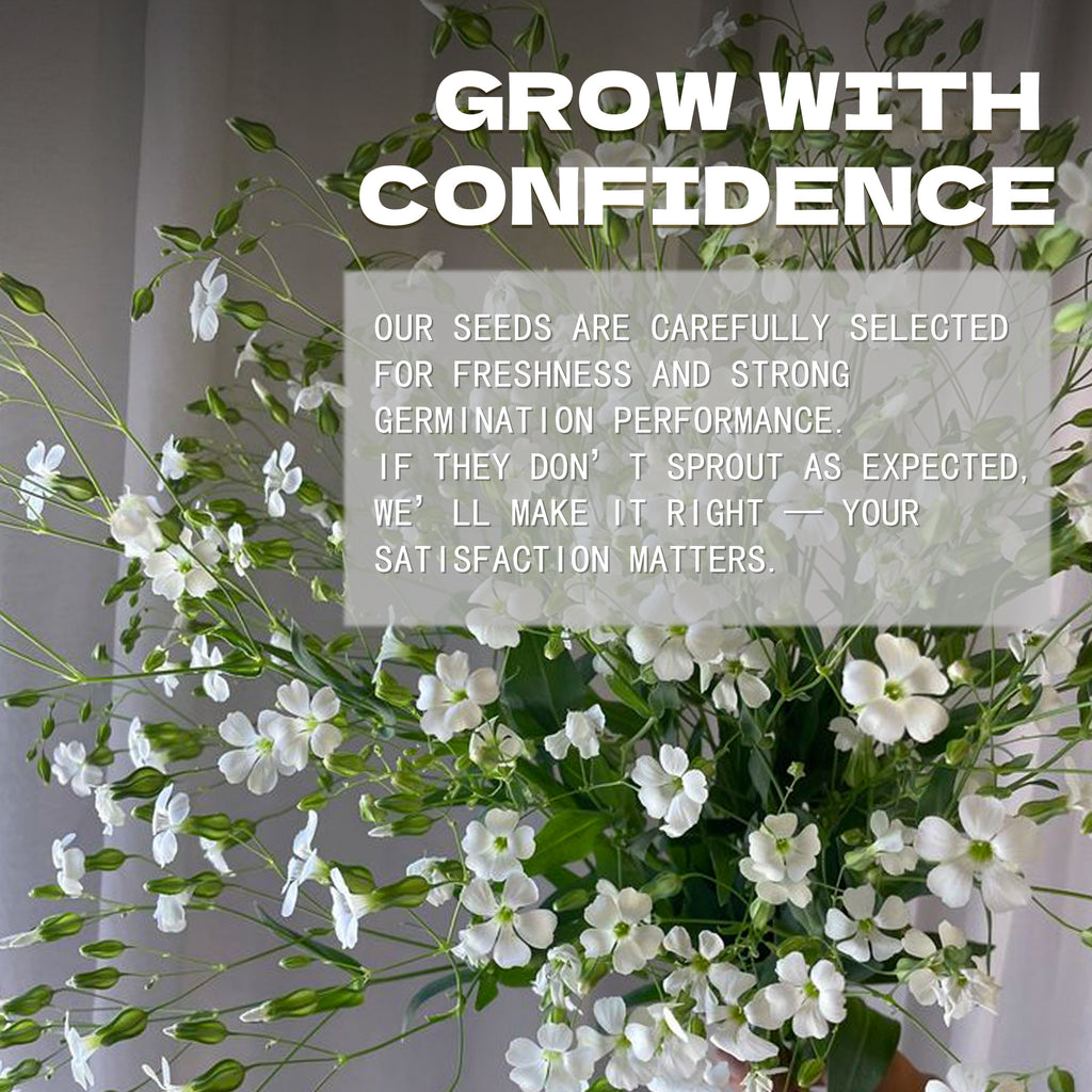 Soapwort Bouncing Bet Saponaria Seeds White flowers with text overlay on a gray background