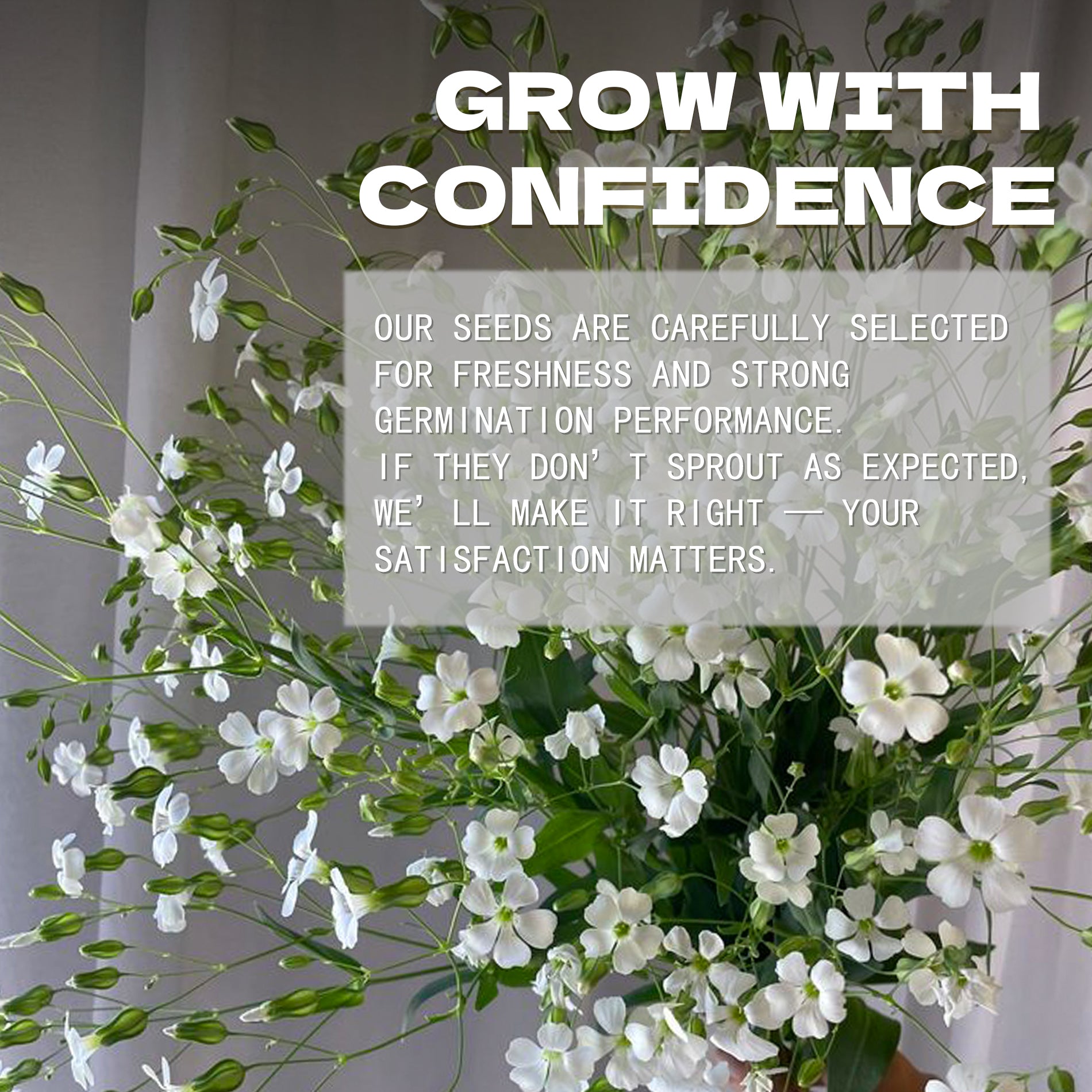 Soapwort Bouncing Bet Saponaria Seeds White flowers with text overlay on a gray background
