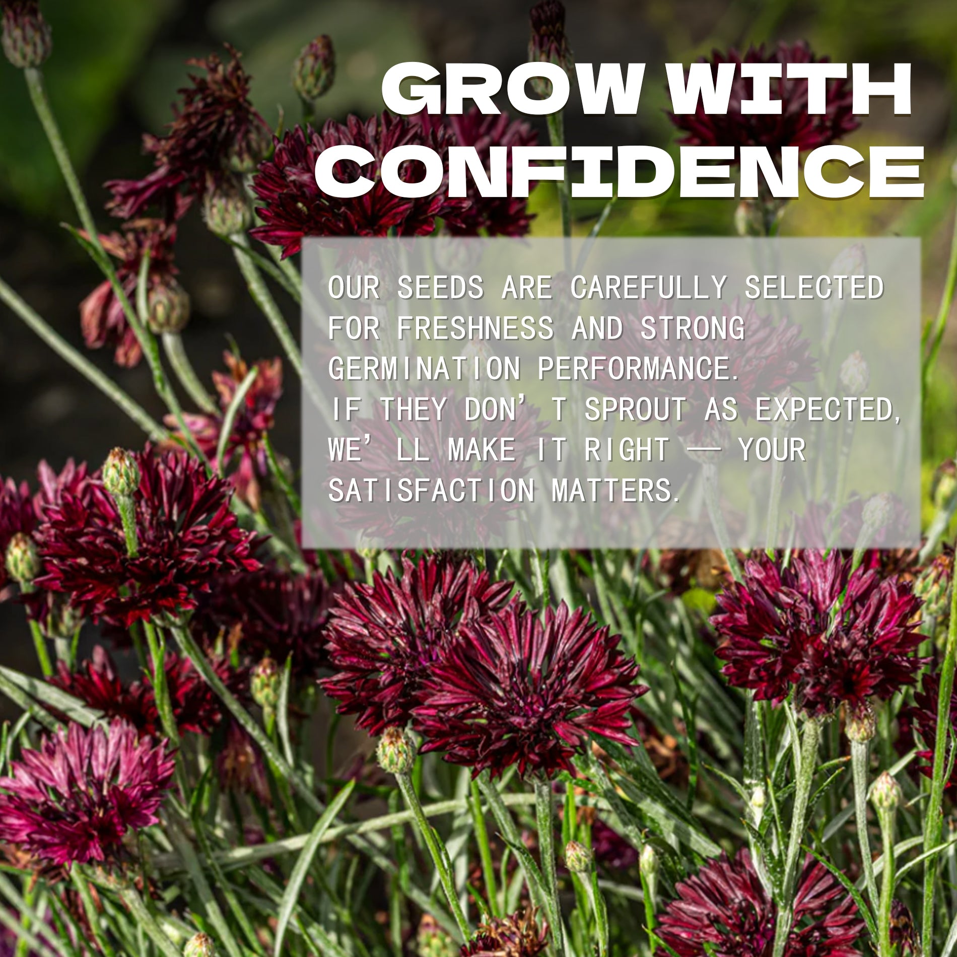 Bachelor's Button Knapweed Cornflower Centaurea Seeds Purple flowers with a text overlay about confidence and satisfaction in a gardening context.