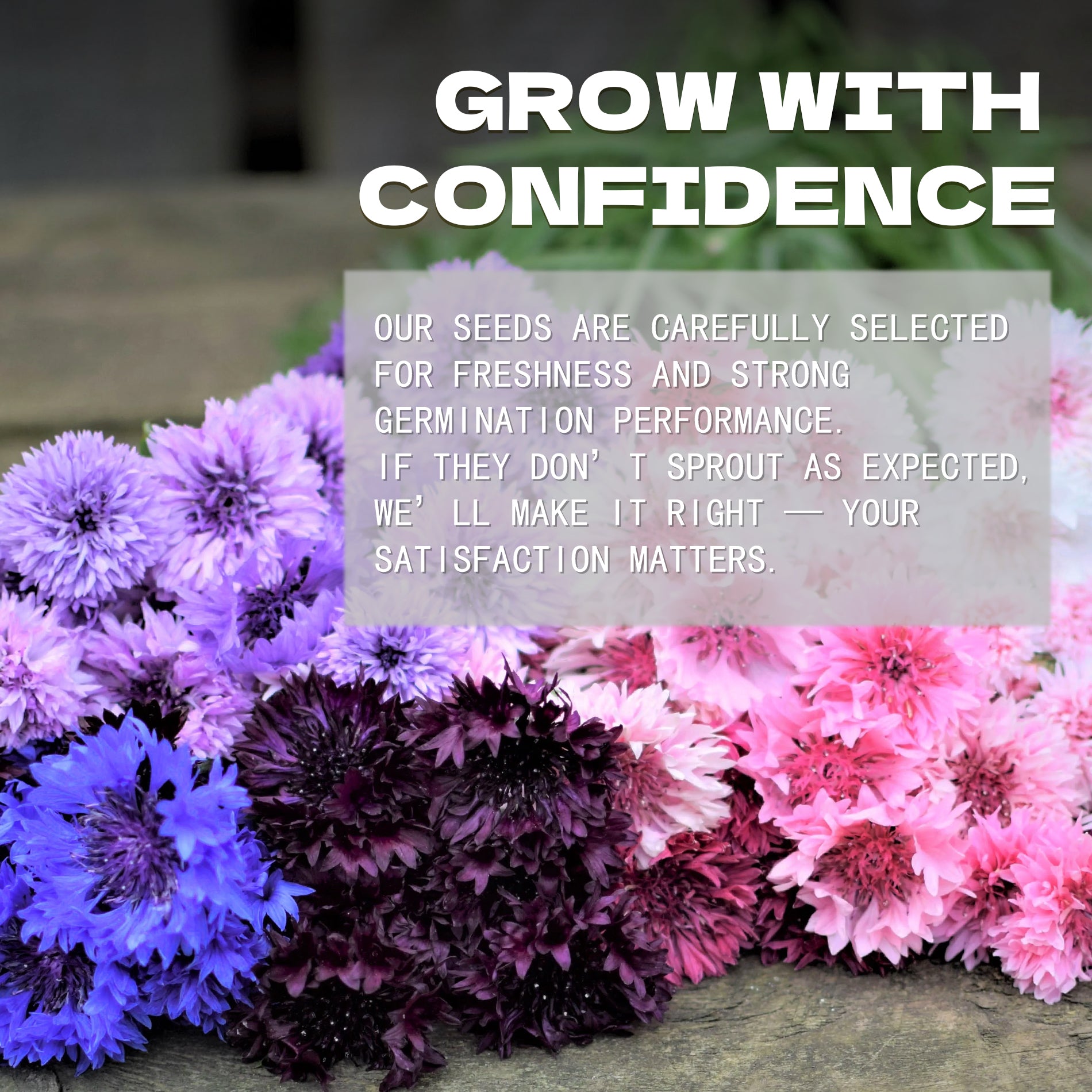 Bachelor's Button Knapweed Cornflower Centaurea Seeds Colorful flowers with text overlay about seed selection and satisfaction guarantee.