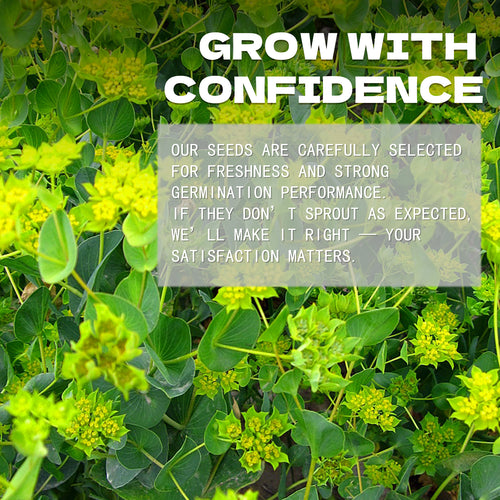 Green Gold Hare's Ear Filler Bupleurum Seeds Green plants with text overlay about confidence and satisfaction in a gardening context.
