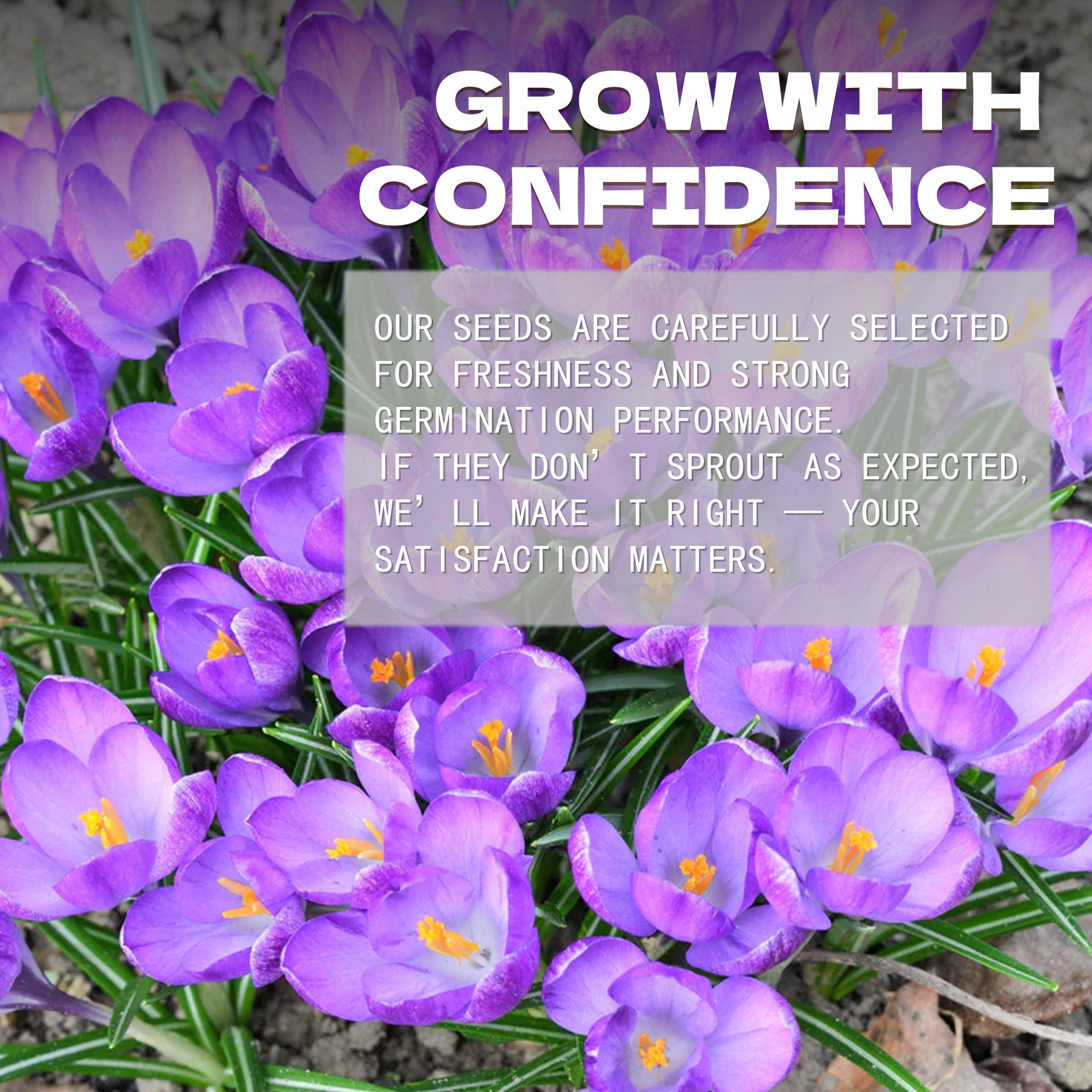 Autumn Saffron Crocus Seeds Purple crocus flowers with a promotional message overlay