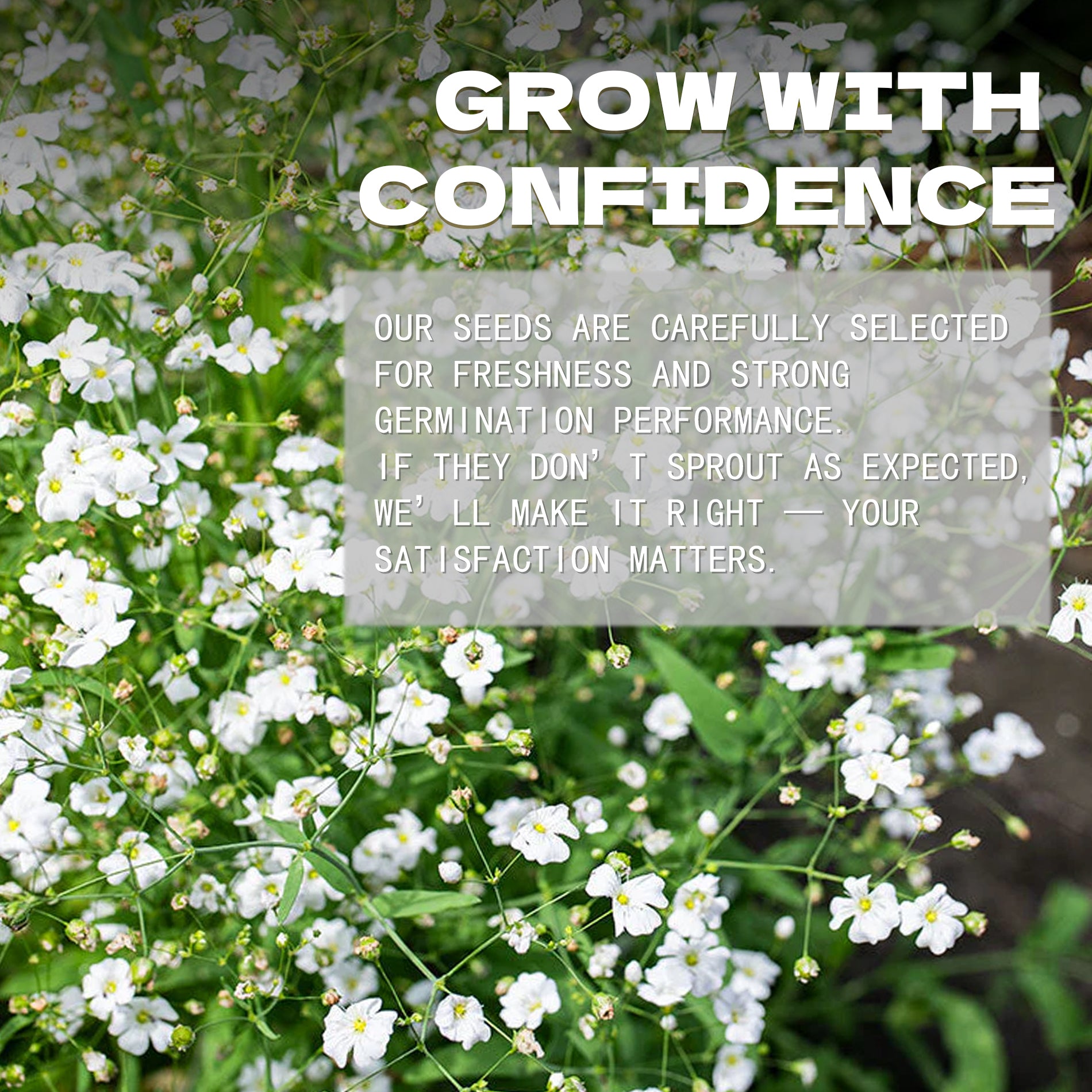 Baby's Breath Covent Garden Gypsophila Seeds White flowers with text overlay about confidence and satisfaction in a gardening context.