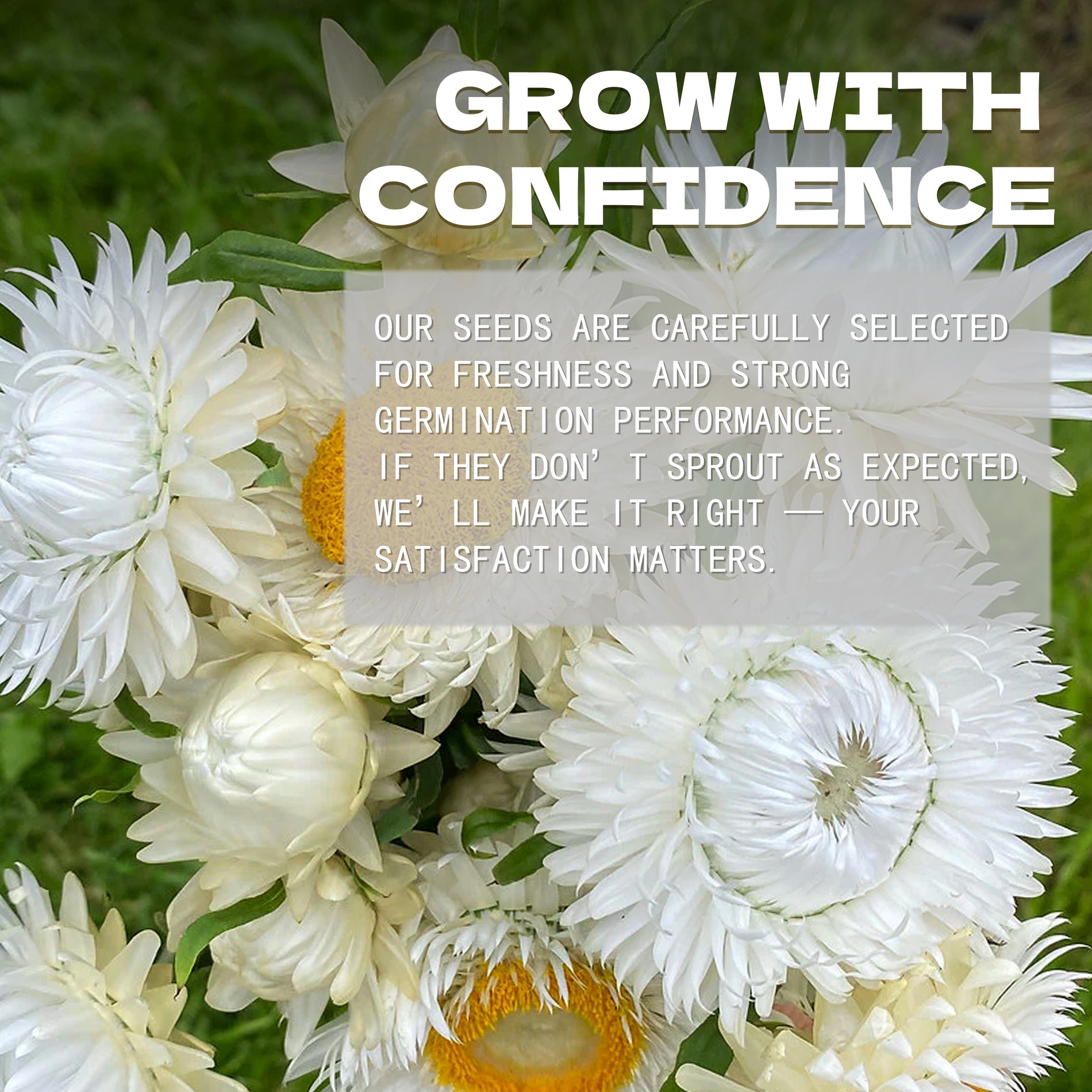 Everlasting Flower Strawflower Seeds White flowers with a text overlay about confidence and satisfaction in a seed company's message.