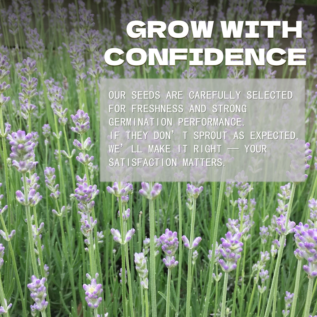 Lavender plants with promotional text overlay on a field of lavender.Fragrant English Lavender Seeds Mix Colors