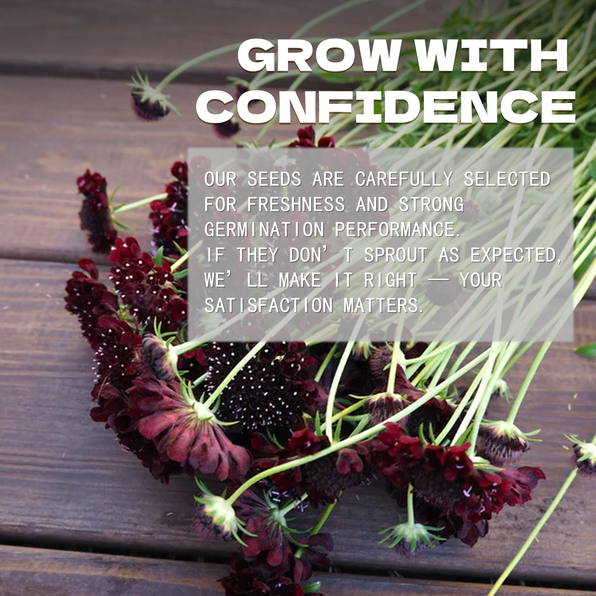 Pincushion Flower Scabiosa Seeds Dark purple flowers on a wooden surface with text overlay about seed selection and satisfaction guarantee.