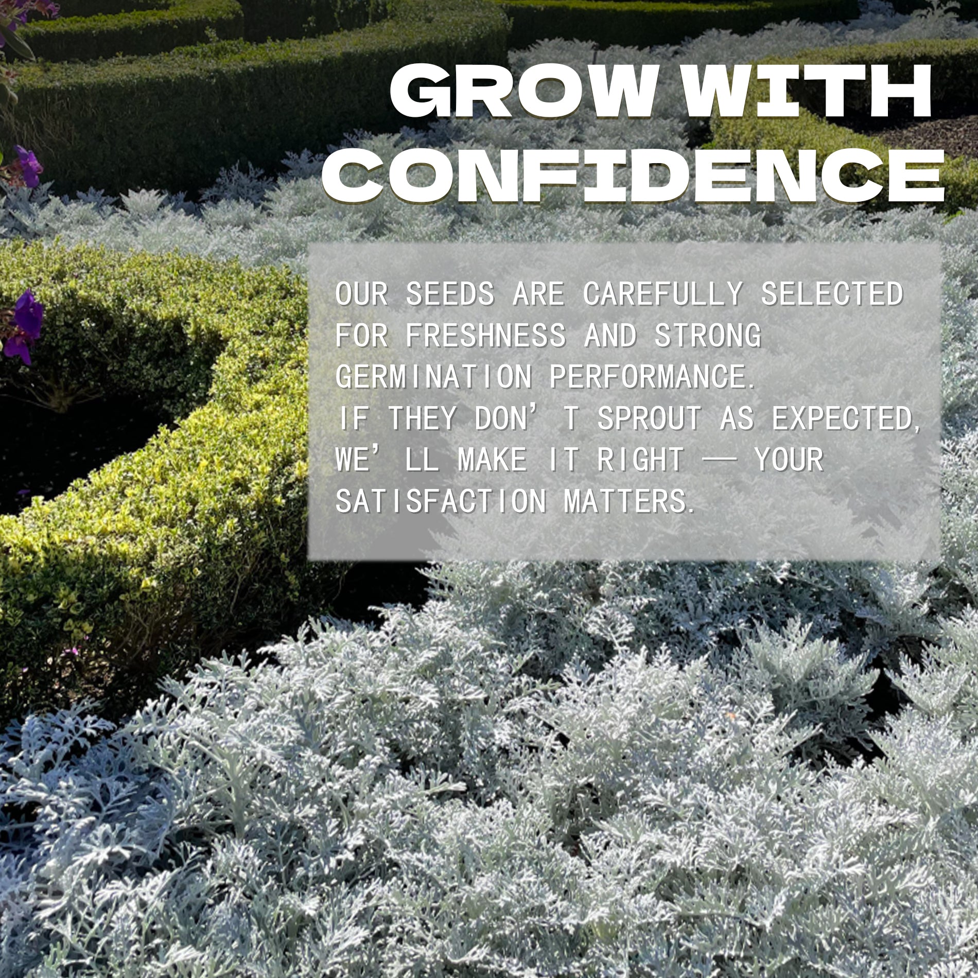 Gardening advertisement with text overlay on a background of plants and flowers.Silver Lace Foliage Dusty Miller Seeds