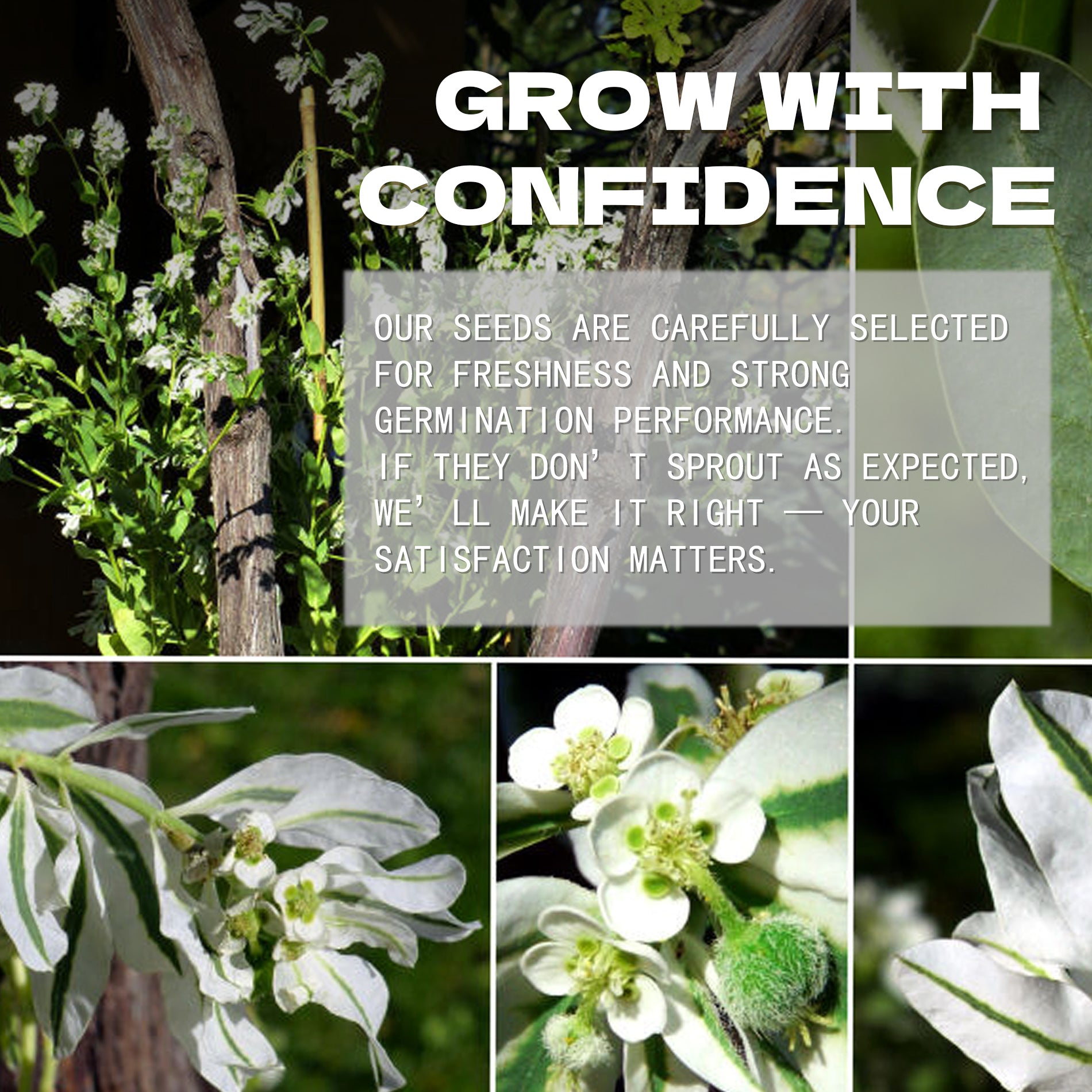 Promotional image with plants and text about Snow on the Mountain Euphorbia Seeds selection and satisfaction guarantee.