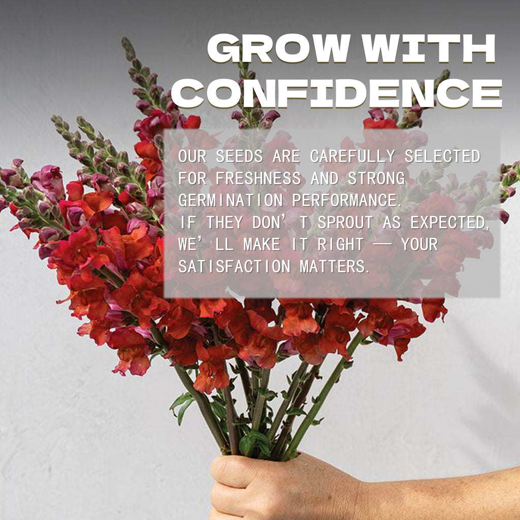 Bouquet of Tall Antirrhinum Snapdragon Seeds red flowers held by a hand with promotional text overlay on a gray background