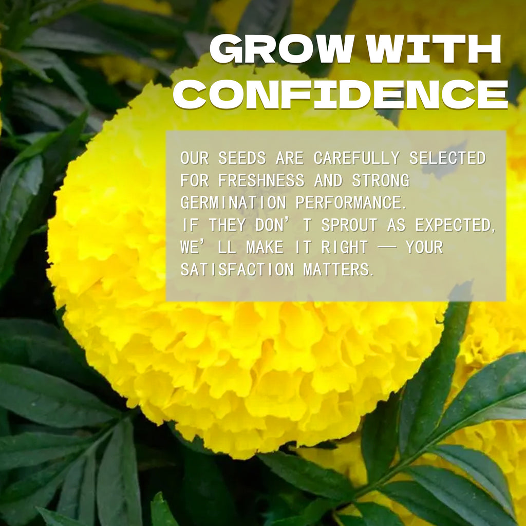 African Marigold Giant Marigold Seeds Yellow marigold flower with text overlay about confidence and satisfaction in seeds.