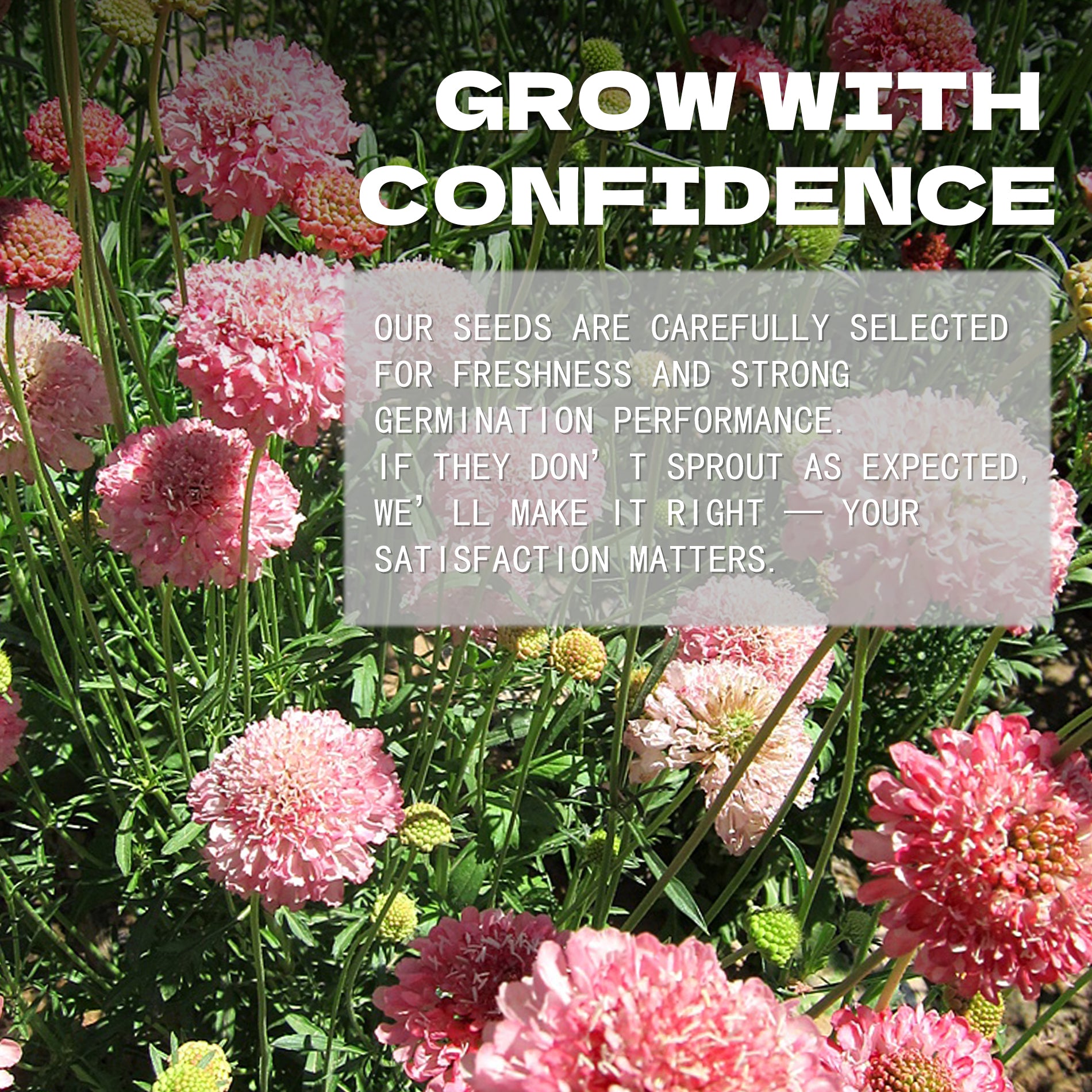 Pincushion Flower Scabiosa Seeds Pink flowers with a text overlay about seed selection and satisfaction guarantee.