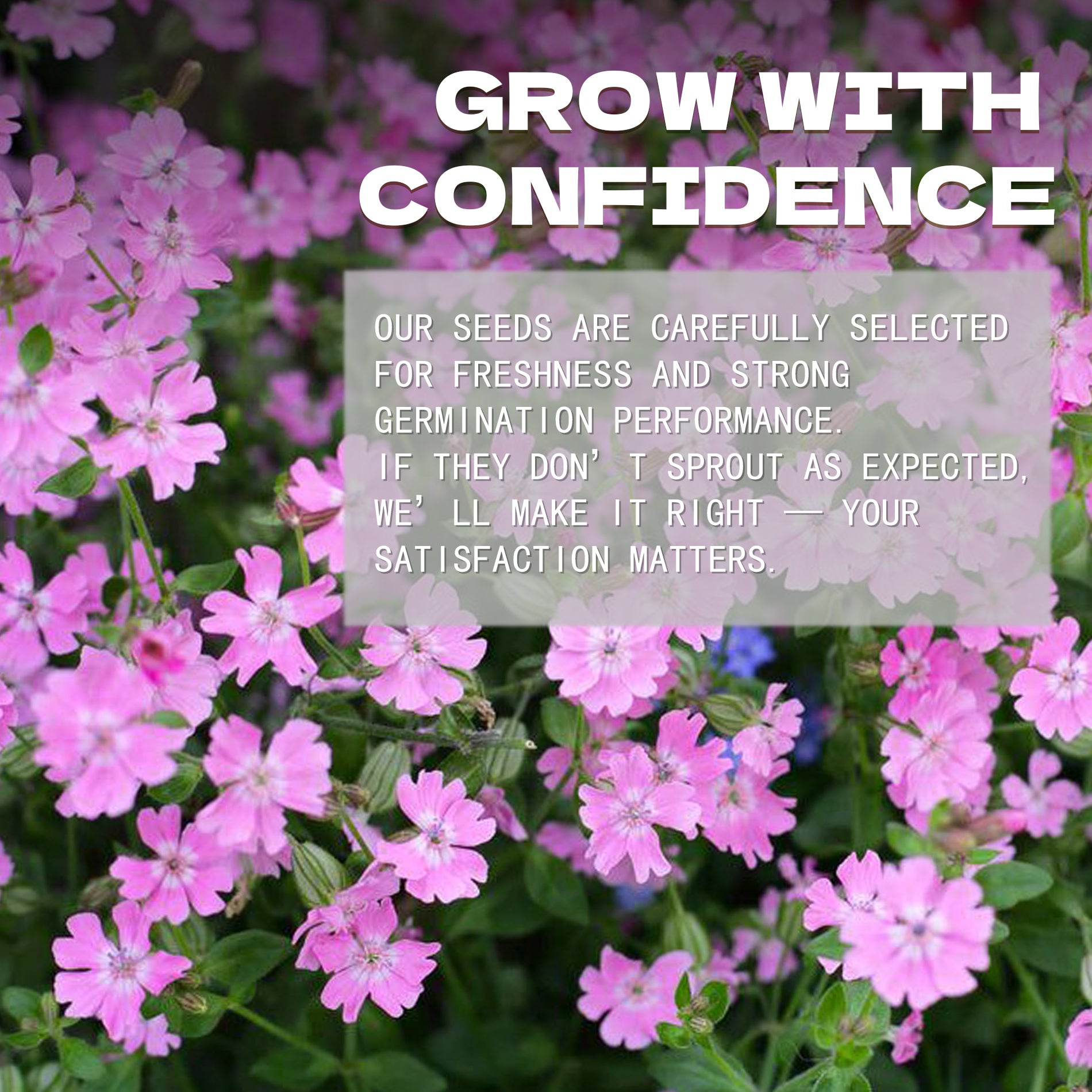 Soapwort Bouncing Bet Saponaria Seeds Pink flowers with a text overlay about seed selection and satisfaction guarantee.