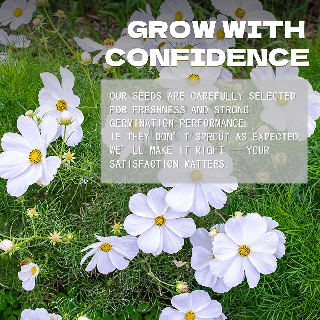 Mexican Aster Cosmos Seeds White flowers on grass with promotional text overlay