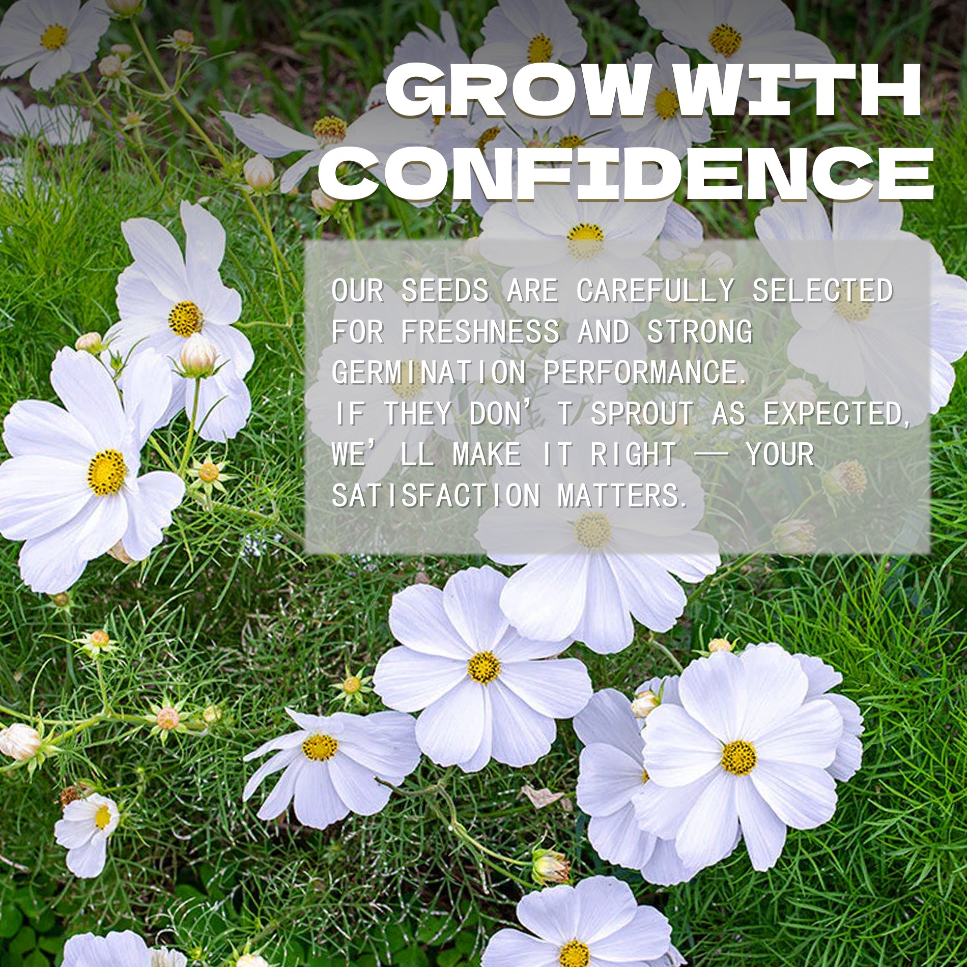 Mexican Aster Cosmos Seeds White flowers on grass with promotional text overlay