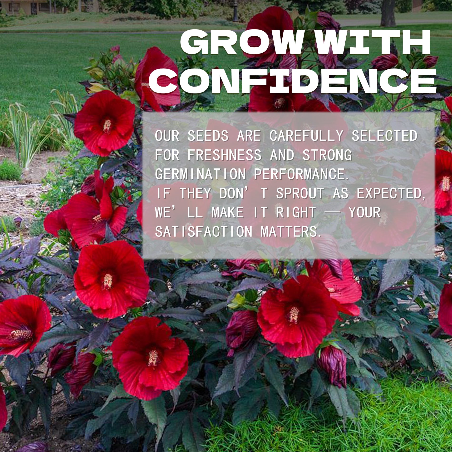 Mahogany Splendor Hibiscus Seeds Red flowers with a promotional message overlay on a garden background