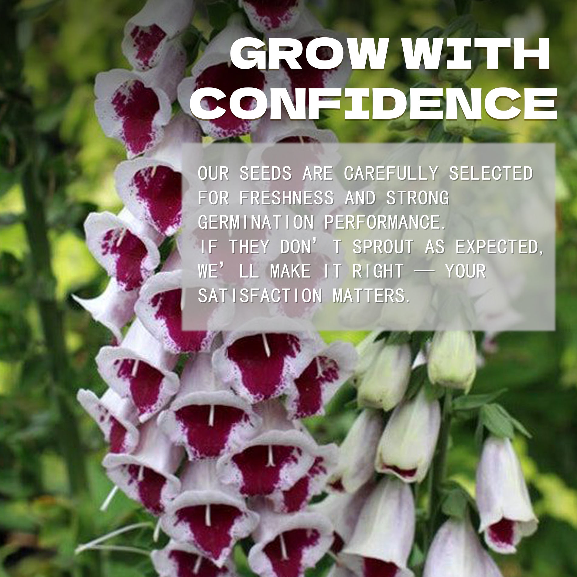 Floral arrangement with text overlay about confidence and satisfaction in a gardening context.Foxglove Spires Digitalis Seeds