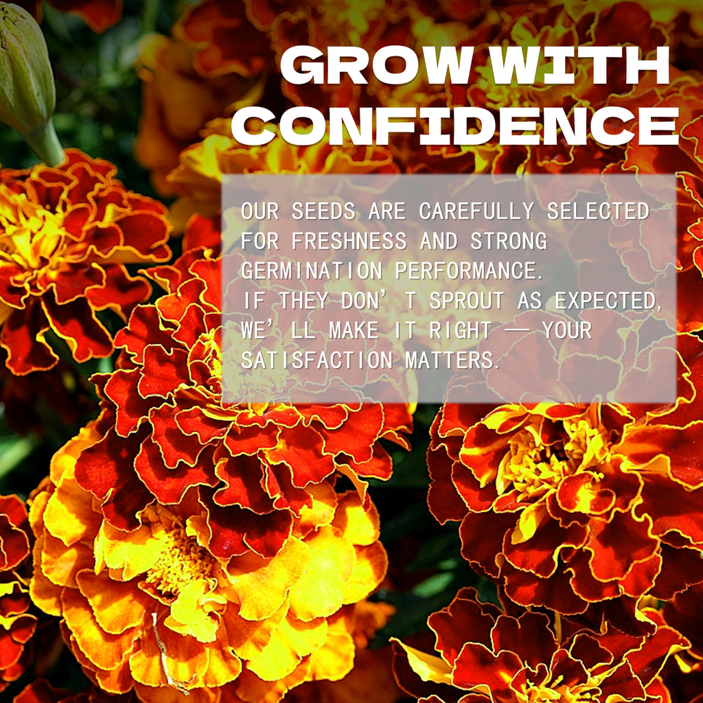 Queen Sophia Marigold Seeds Red and yellow flowers with promotional text overlay on a blurred background
