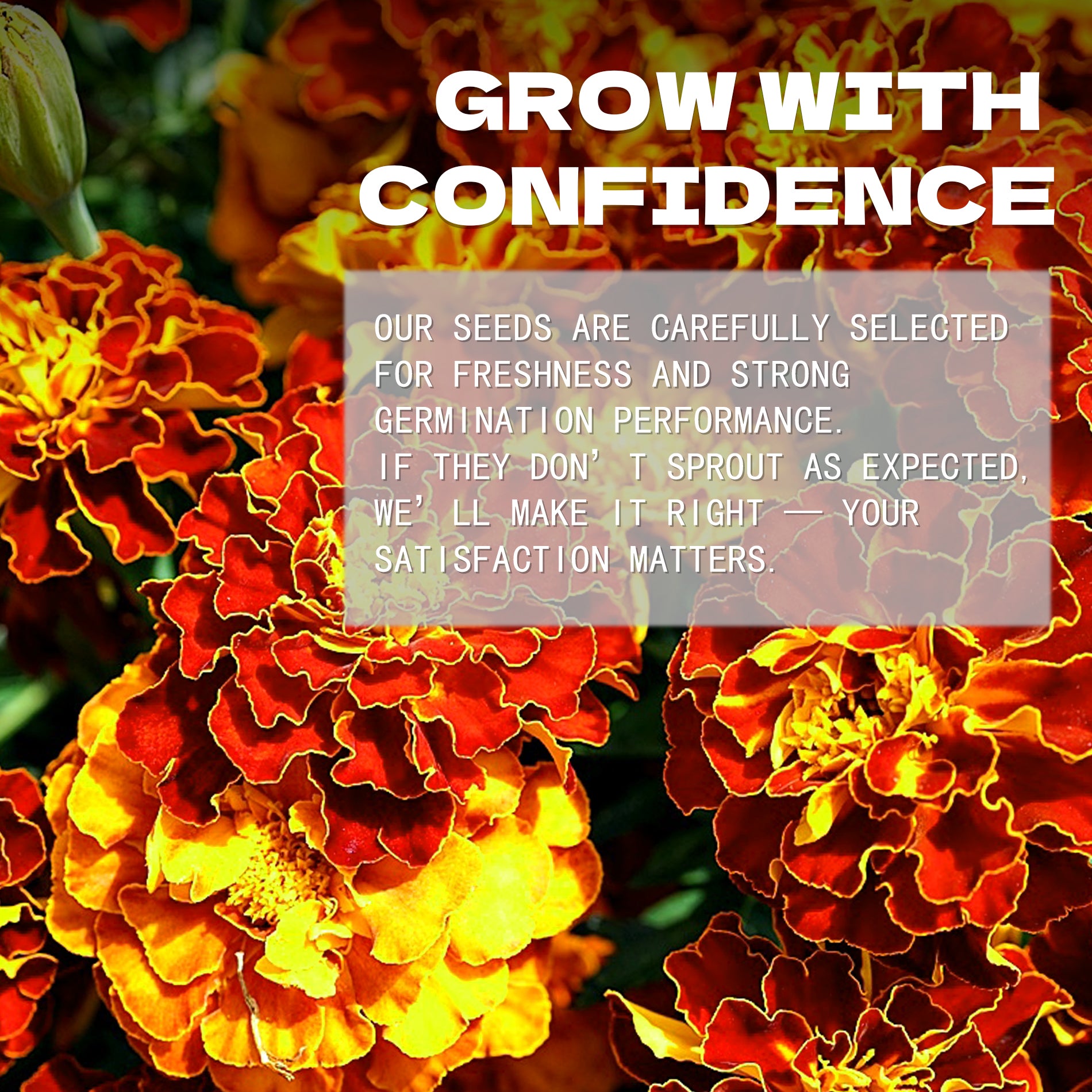 Queen Sophia Marigold Seeds Red and yellow flowers with promotional text overlay on a blurred background