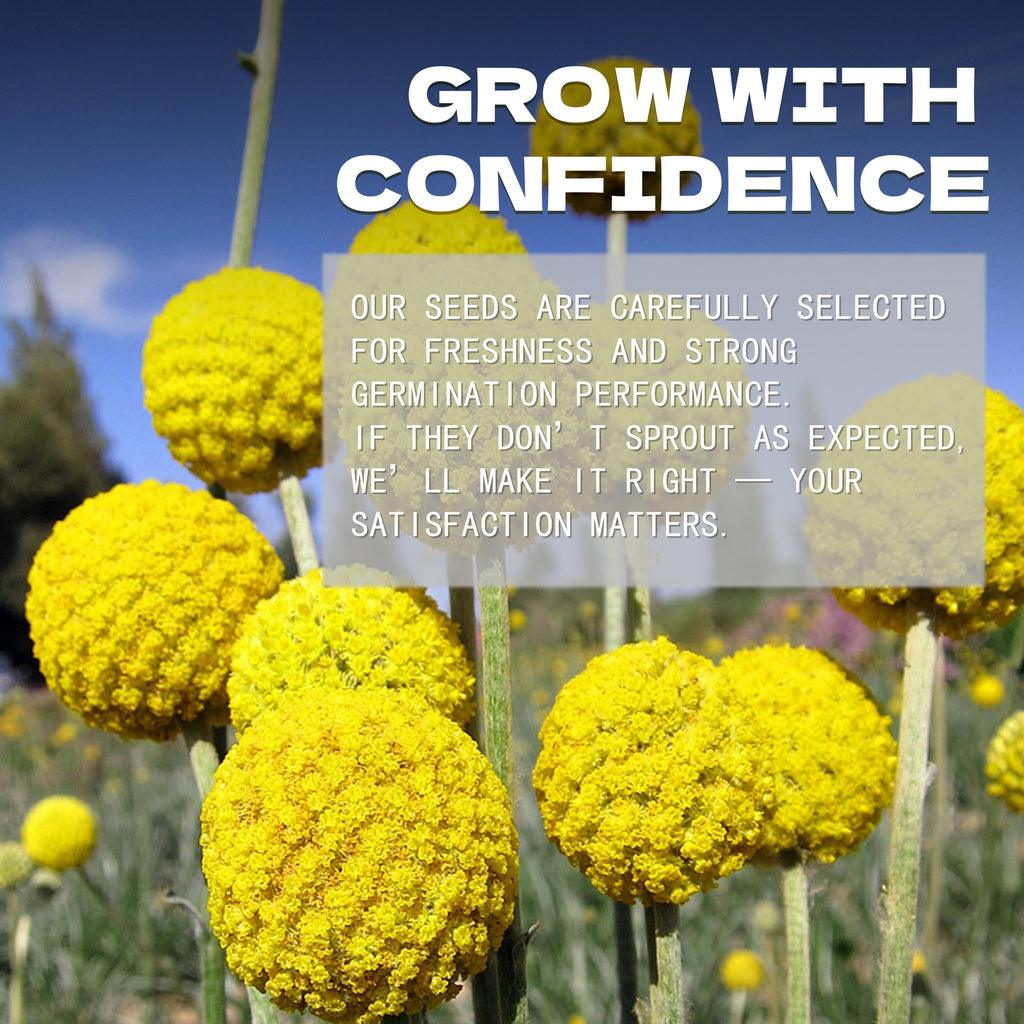 Yellow flowers with a text overlay about seed selection and satisfaction guarantee.Billy Buttons Drumstick Craspedia Seeds