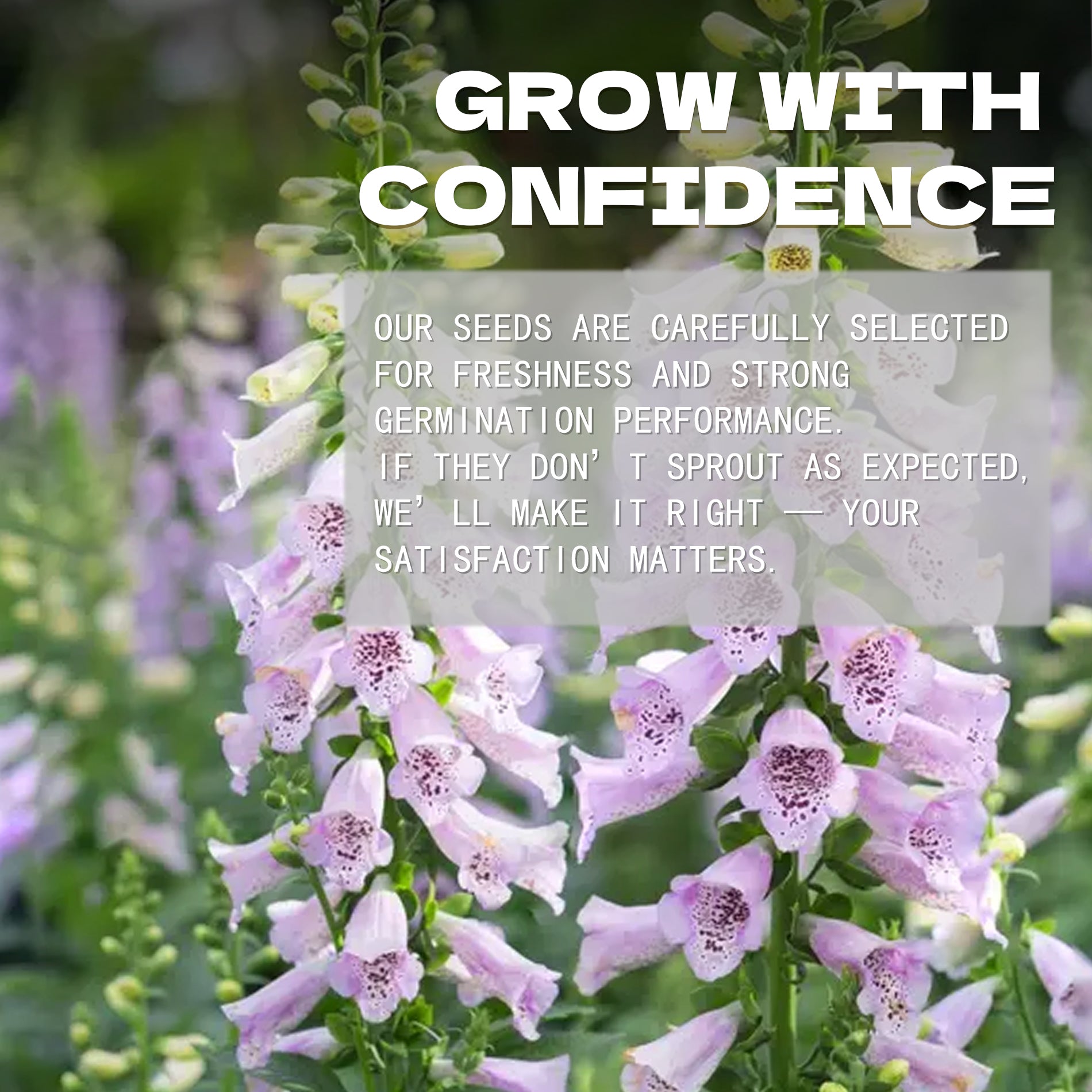 Floral background with text overlay about confidence and satisfaction in Foxglove Spires Digitalis Seeds selection.