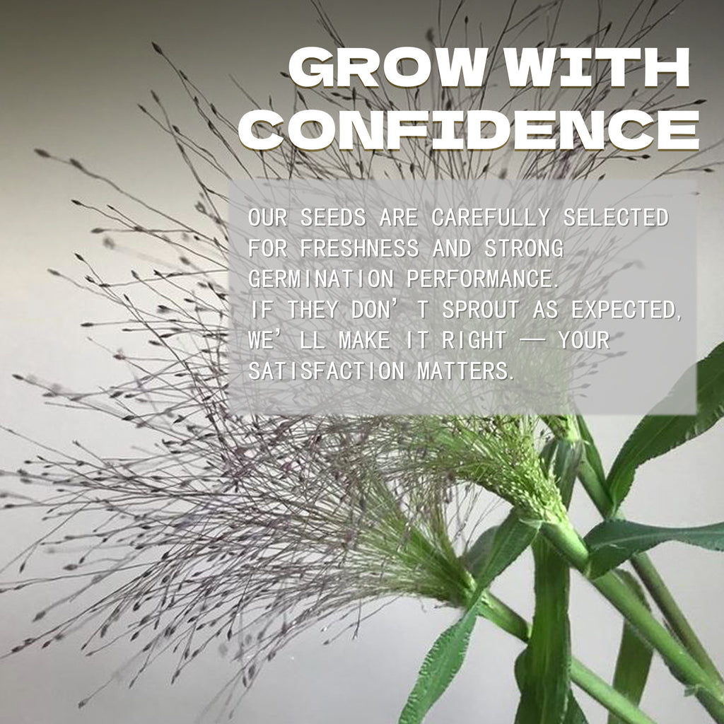 Plant with text overlay on a light background.Frosted Explosion Ornamental Grass Seeds