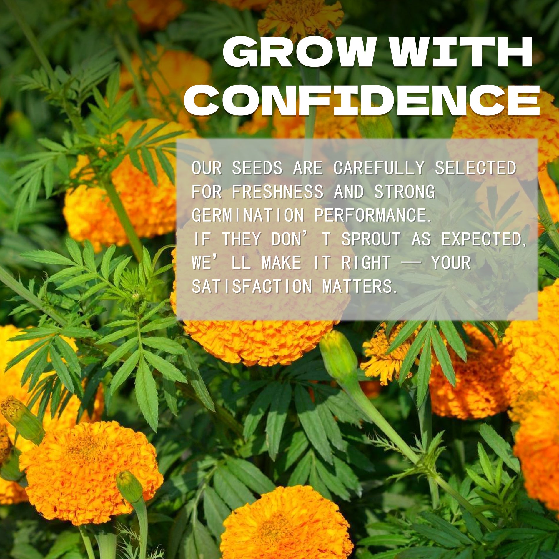 African Marigold Giant Marigold Seeds Orange flowers with a text overlay about seed selection and satisfaction guarantee.