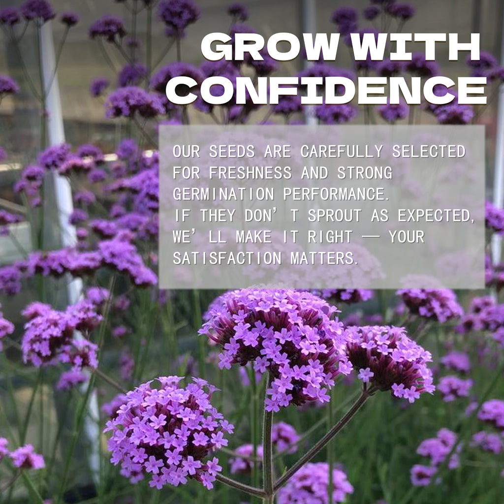 Bonariensis Tall Verbena Seeds Purple flowers with a text overlay about growing seeds with confidence.