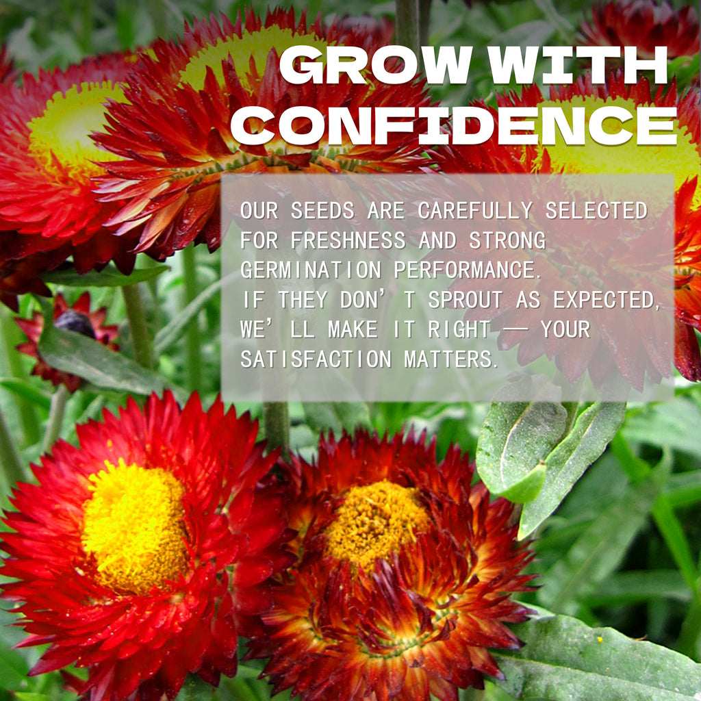 Everlasting Flower Strawflower Seeds Red and yellow flowers with promotional text overlay on a green background