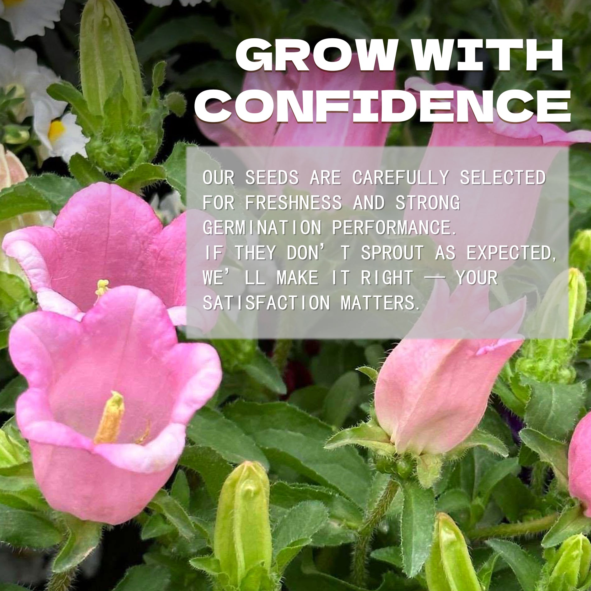 Pink flowers with a text overlay about Bellflower Campanula Seeds selection and satisfaction guarantee.