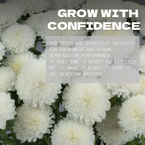 Professional Cut Variety Aster Seeds White flowers with text overlay about confidence and satisfaction in a seed company's message.