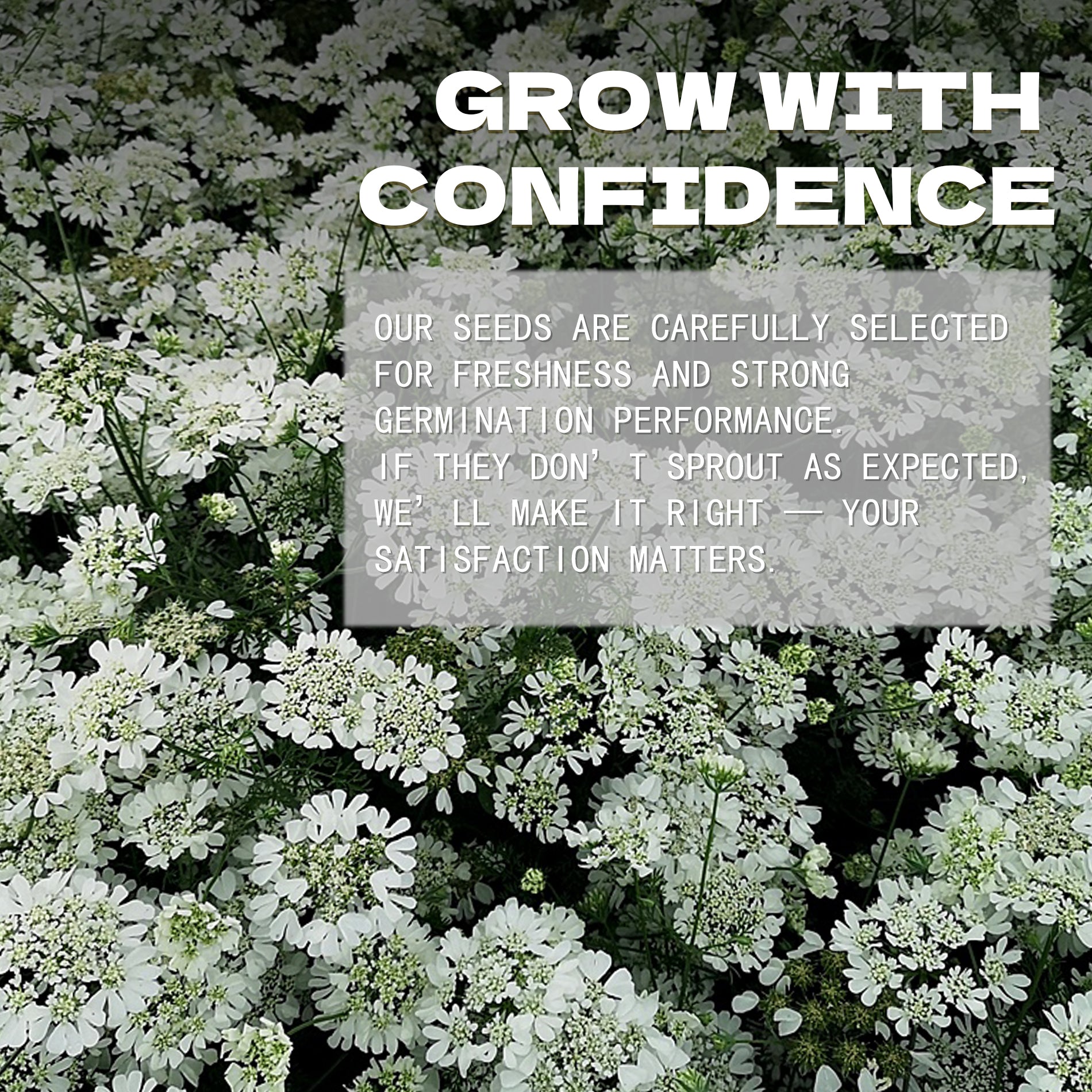 White Lace Flower Minoan Orlaya Seeds White flowers with a text overlay about confidence and satisfaction in a seed company's message.