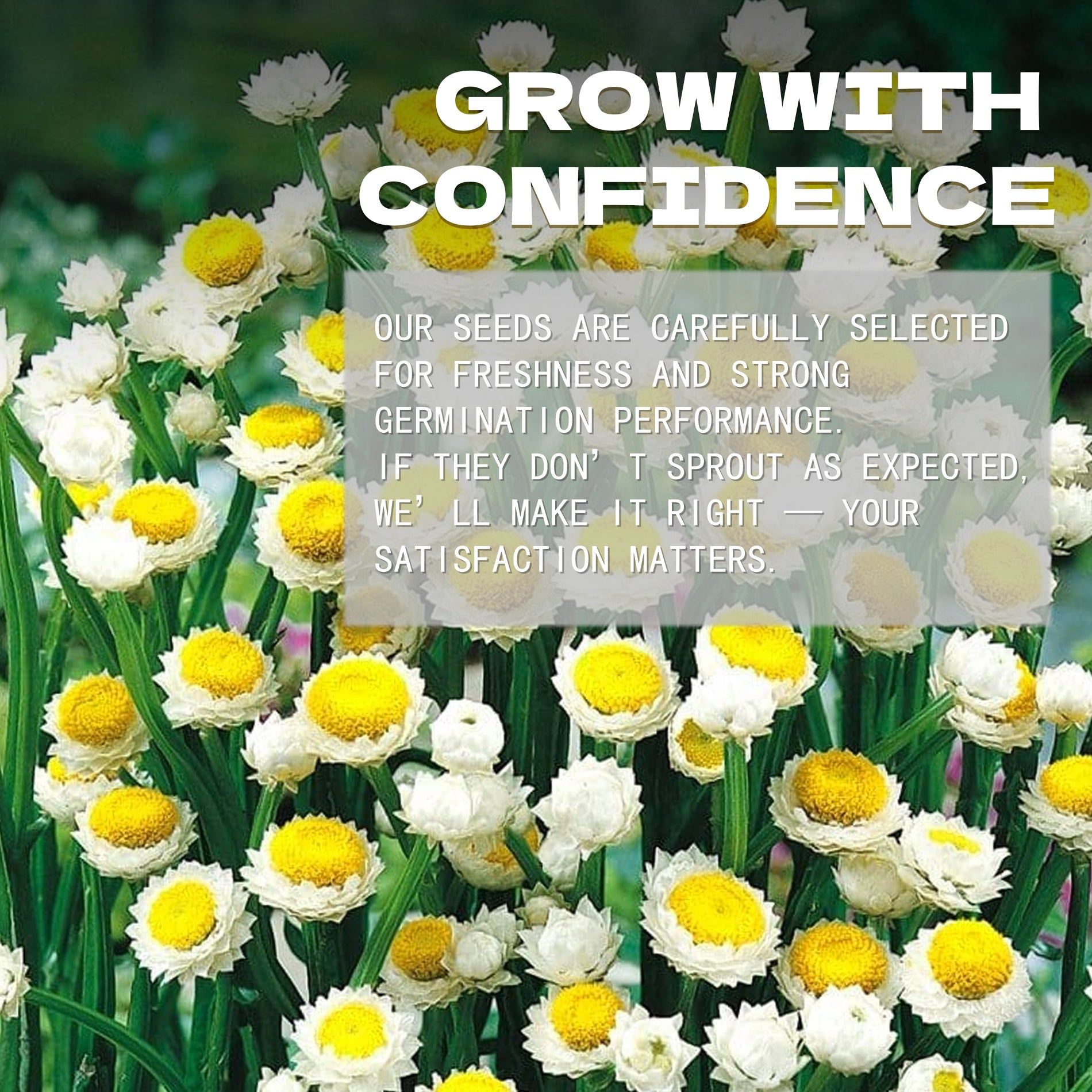 Floral arrangement with text overlay about confidence and satisfaction in Winged Everlasting Dried Flower Ammobium Seeds.