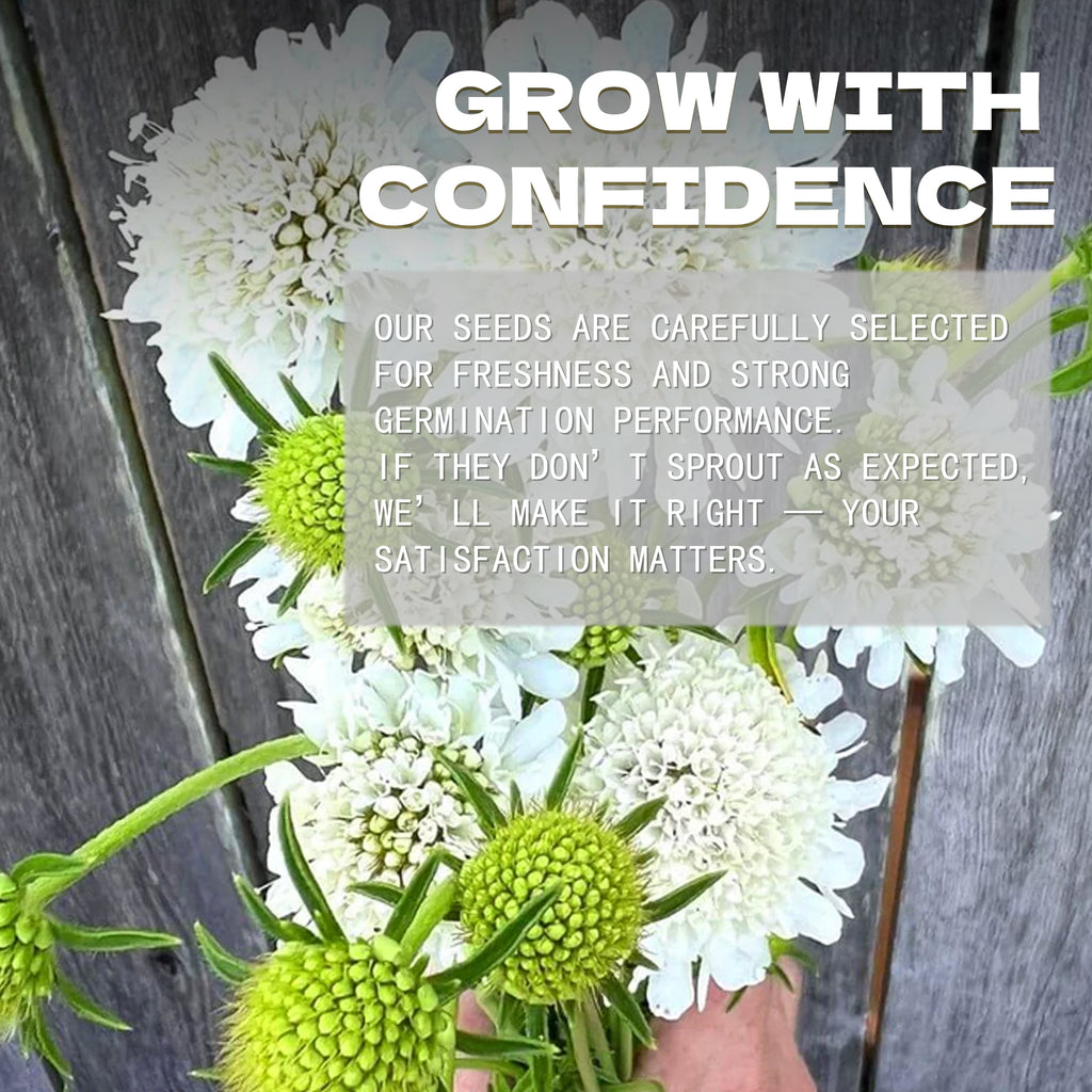 Pincushion Flower Scabiosa Seeds Floral arrangement with text overlay on a wooden background
