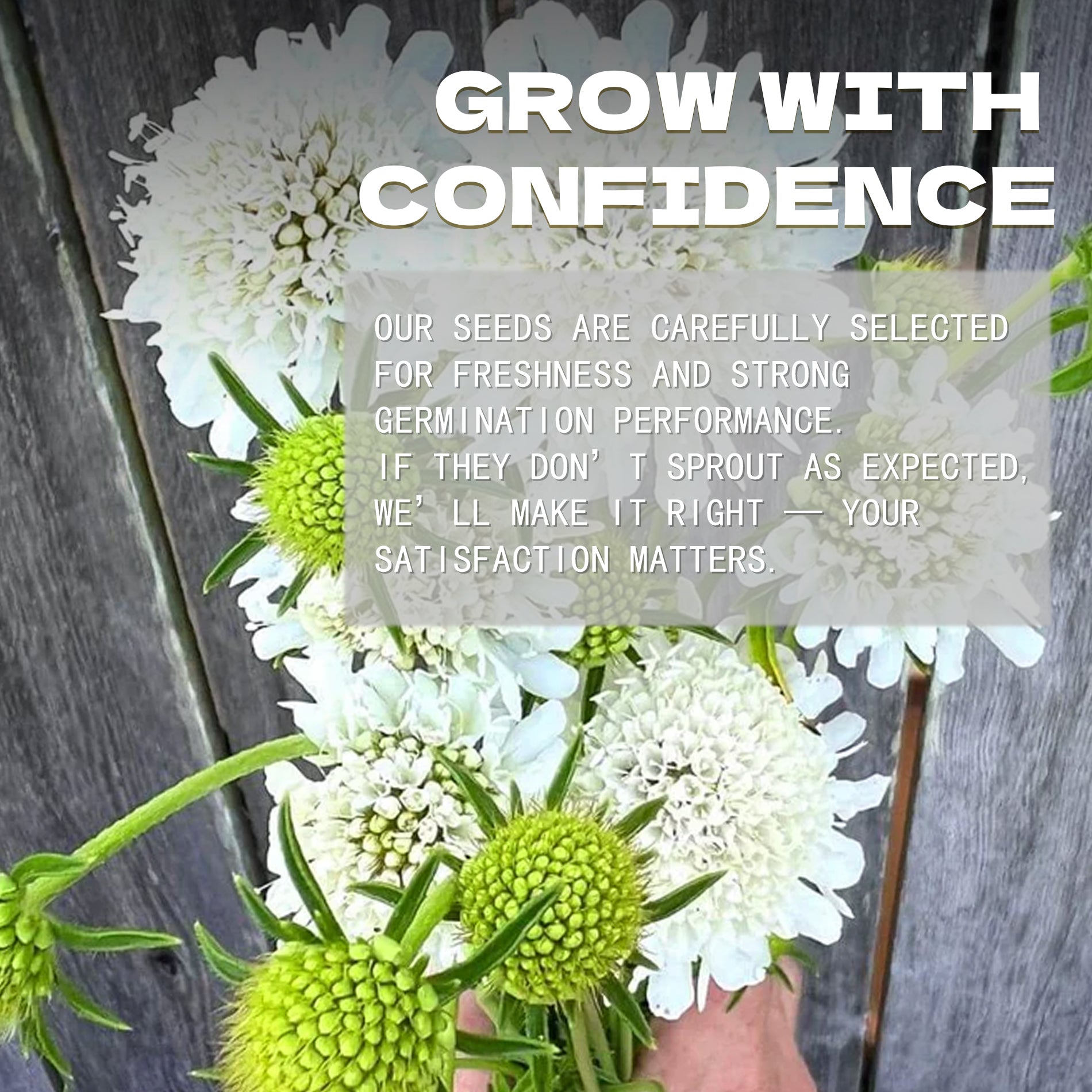 Pincushion Flower Scabiosa Seeds Floral arrangement with text overlay on a wooden background