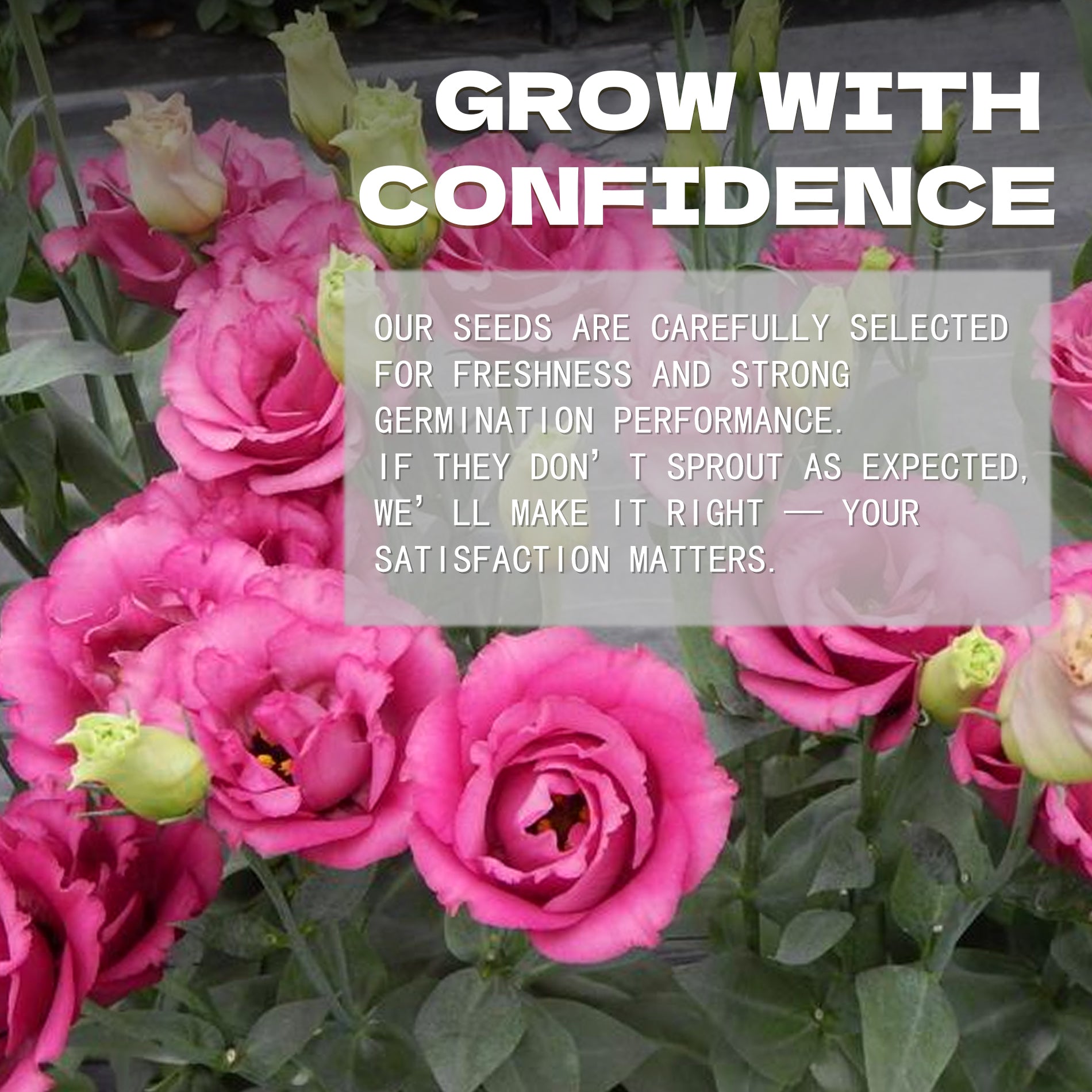 Pink flowers with a text overlay about confidence and satisfaction in a seed company's message.Double Rose Varieties Lisianthus Seeds