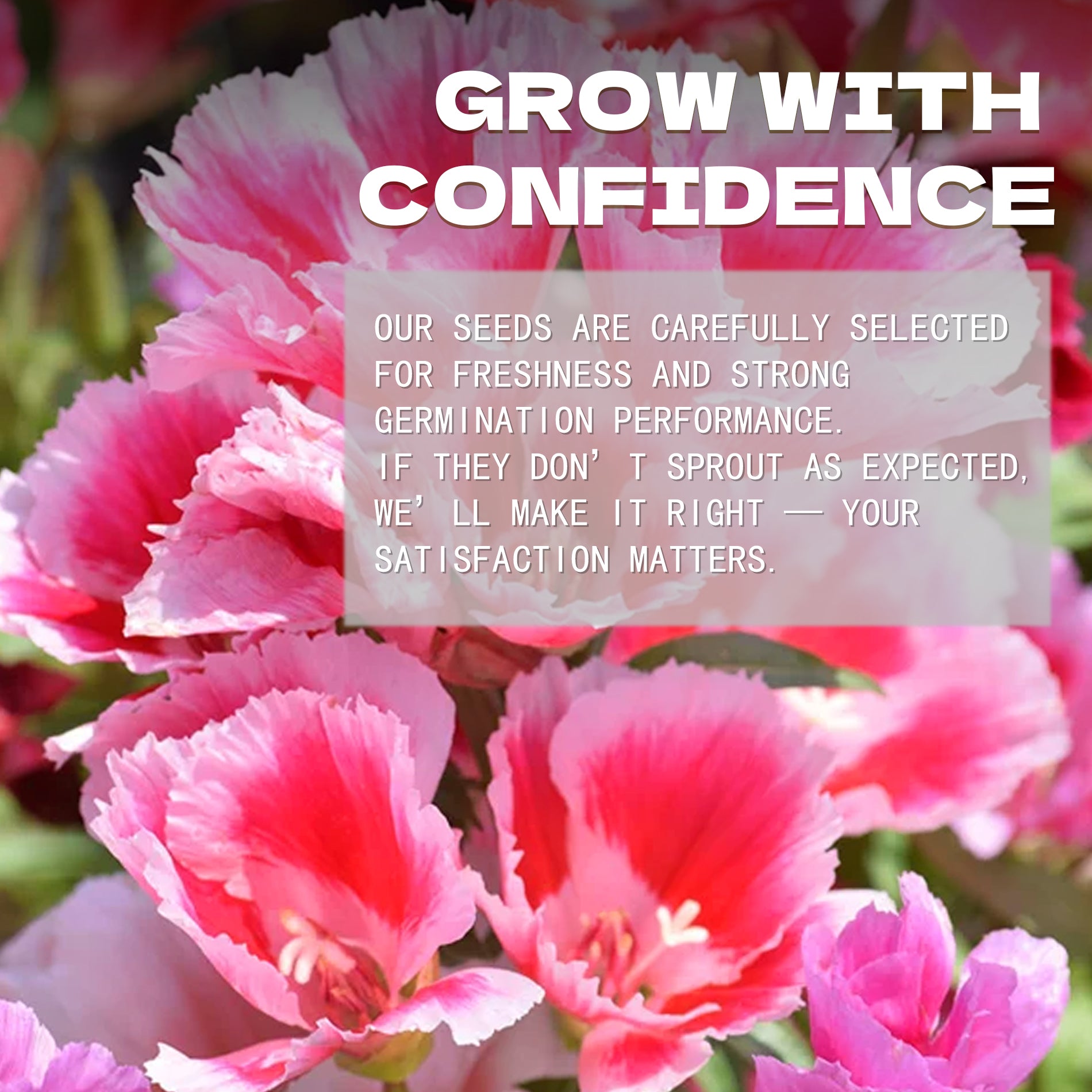 Mountain Garland Clarkia Seeds Pink flowers with text overlay about seed selection and satisfaction guarantee.