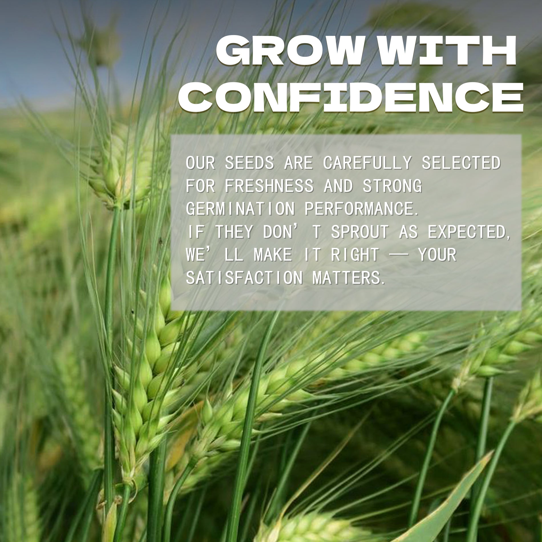 Field of green wheat with text overlay about confidence and satisfaction in Silver Tip Ornamental Grass Seeds.