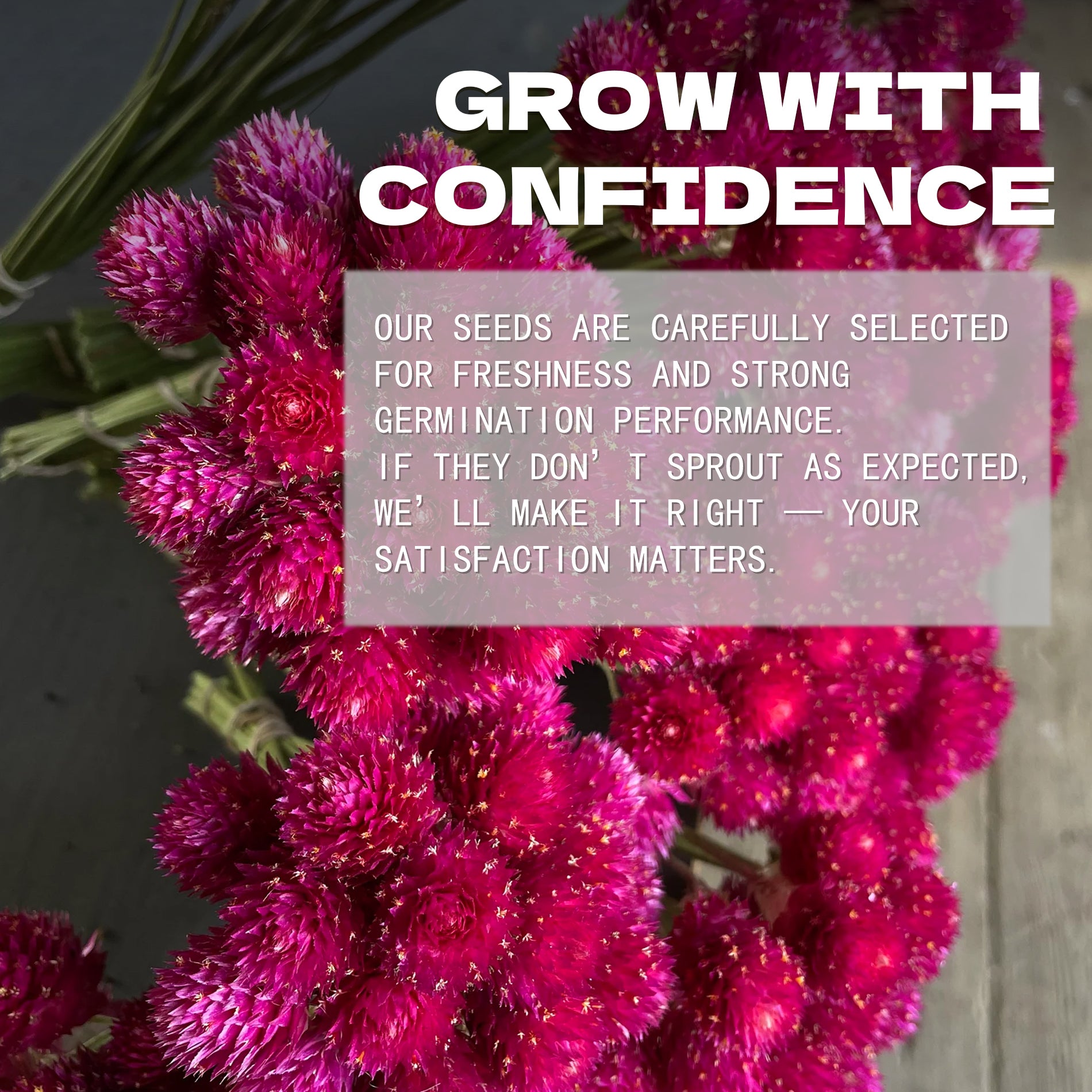 Pink flowers with a text overlay about confidence and satisfaction in product selection.Globe Amaranth Gomphrena Seeds