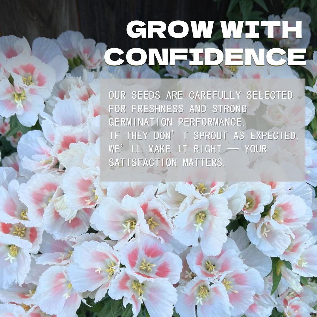 Floral background with text overlay about seed selection and satisfaction guarantee.Mountain Garland Clarkia Seeds