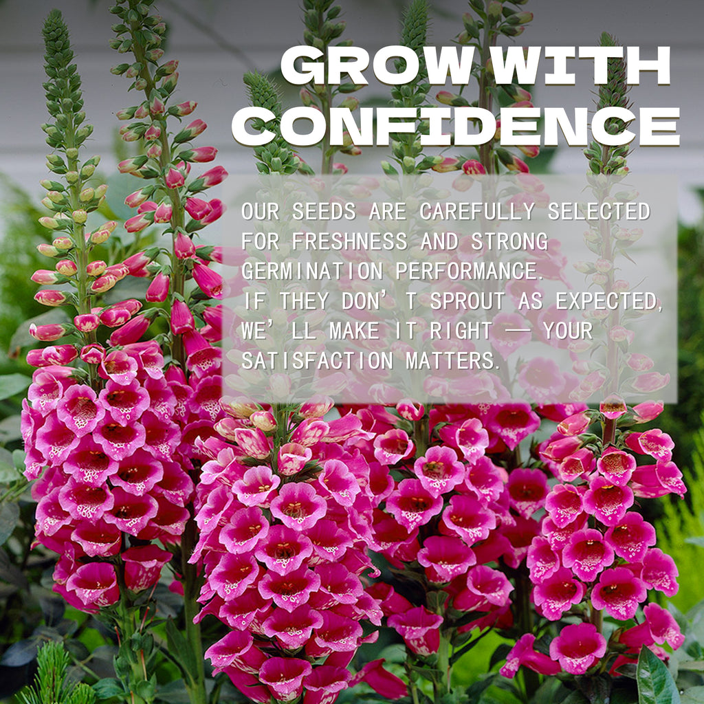 Pink flowers with a promotional message overlay on a blurred garden background.Foxglove Spires Digitalis Seeds