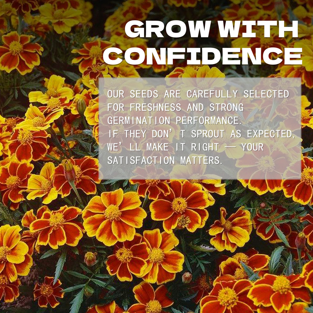 Floral background with text overlay about confidence and satisfaction in Queen Sophia Marigold Seeds.