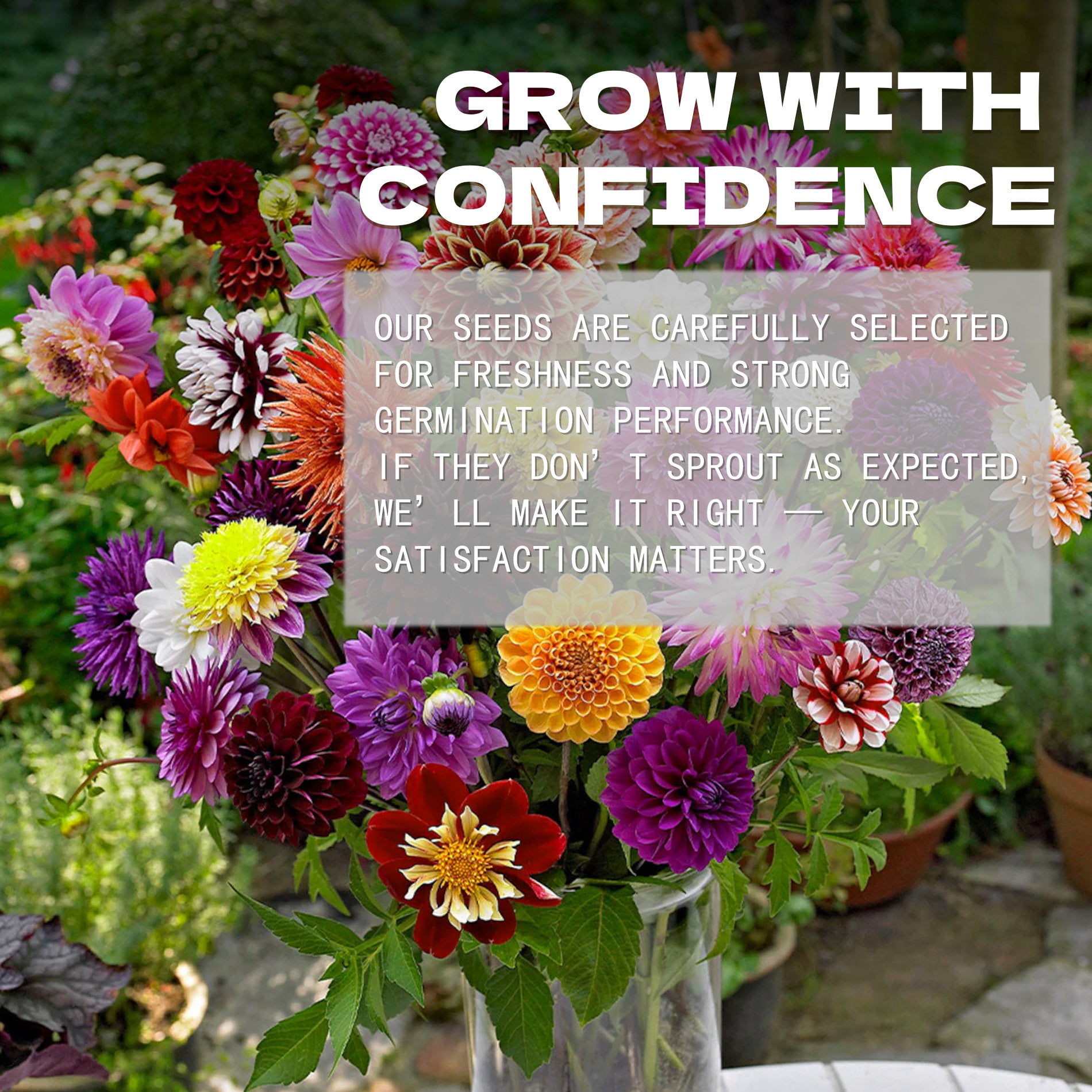 Bouquet of colorful flowers with text overlay about Figaro Double Flower Dahlia Seeds Mix Colors selection and satisfaction guarantee.
