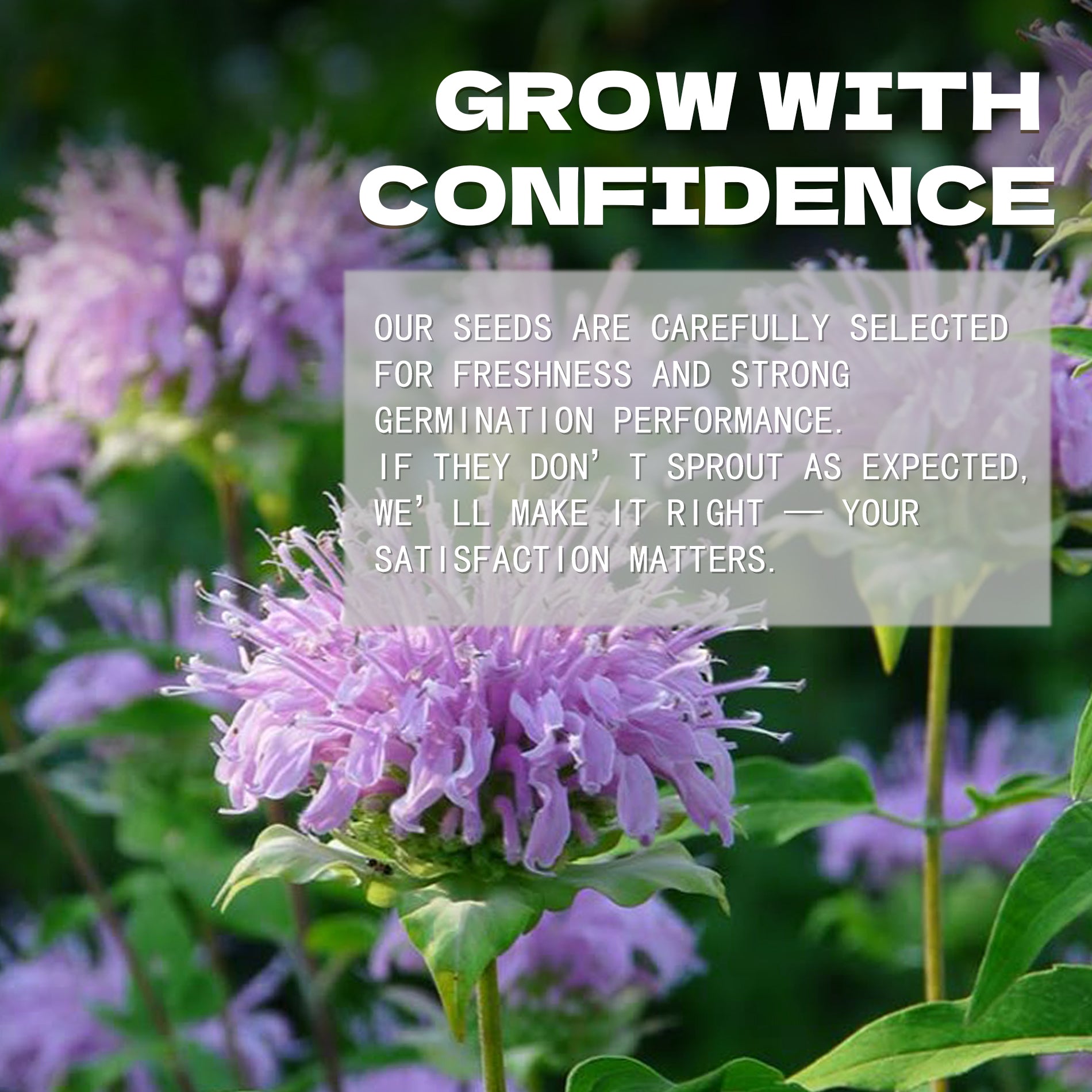 Bee Balm Bergamot Monarda Seeds Purple flowers with a text overlay about seed selection and satisfaction guarantee.