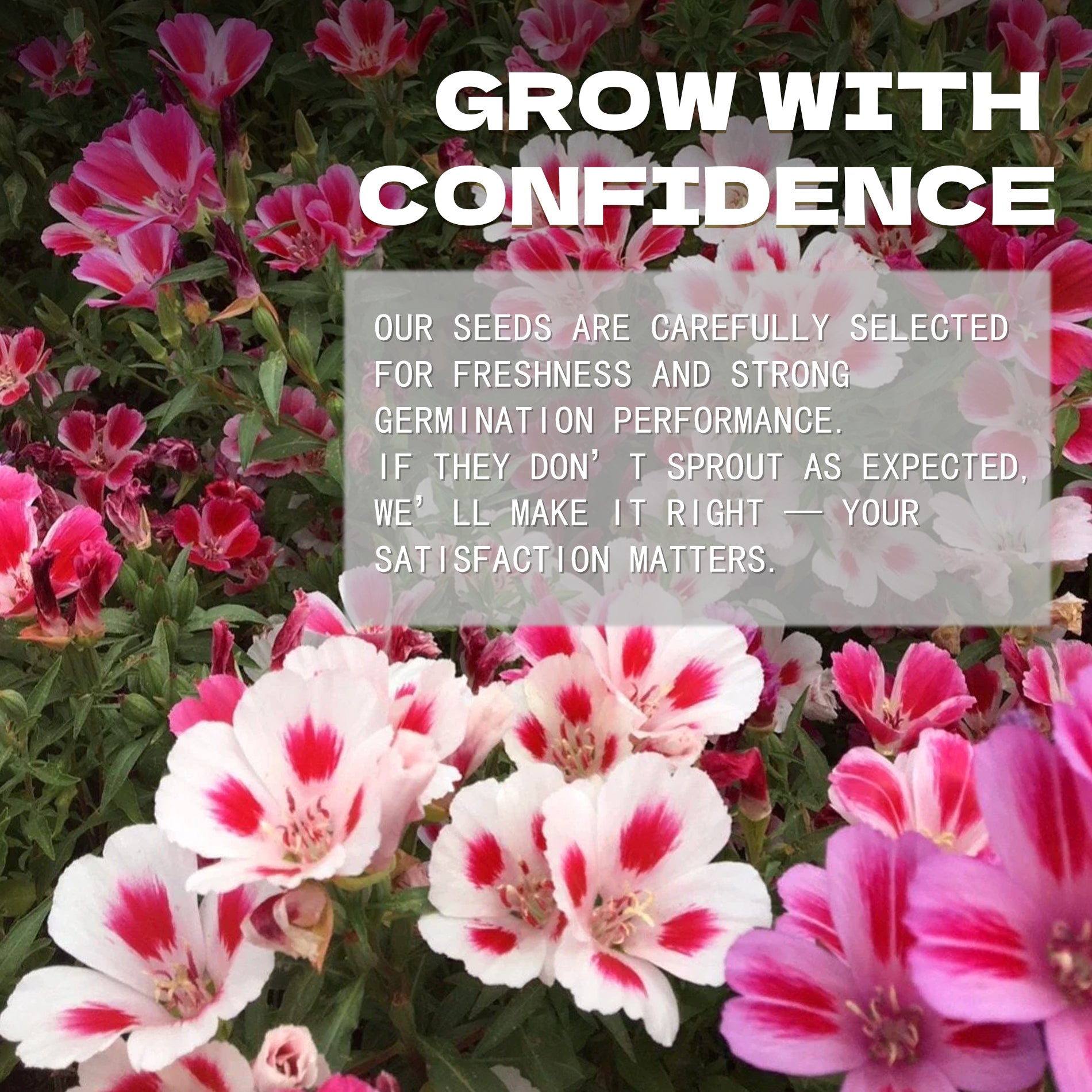 Pink and white flowers with a text overlay about confidence and satisfaction in a gardening context.Mountain Garland Clarkia Seeds